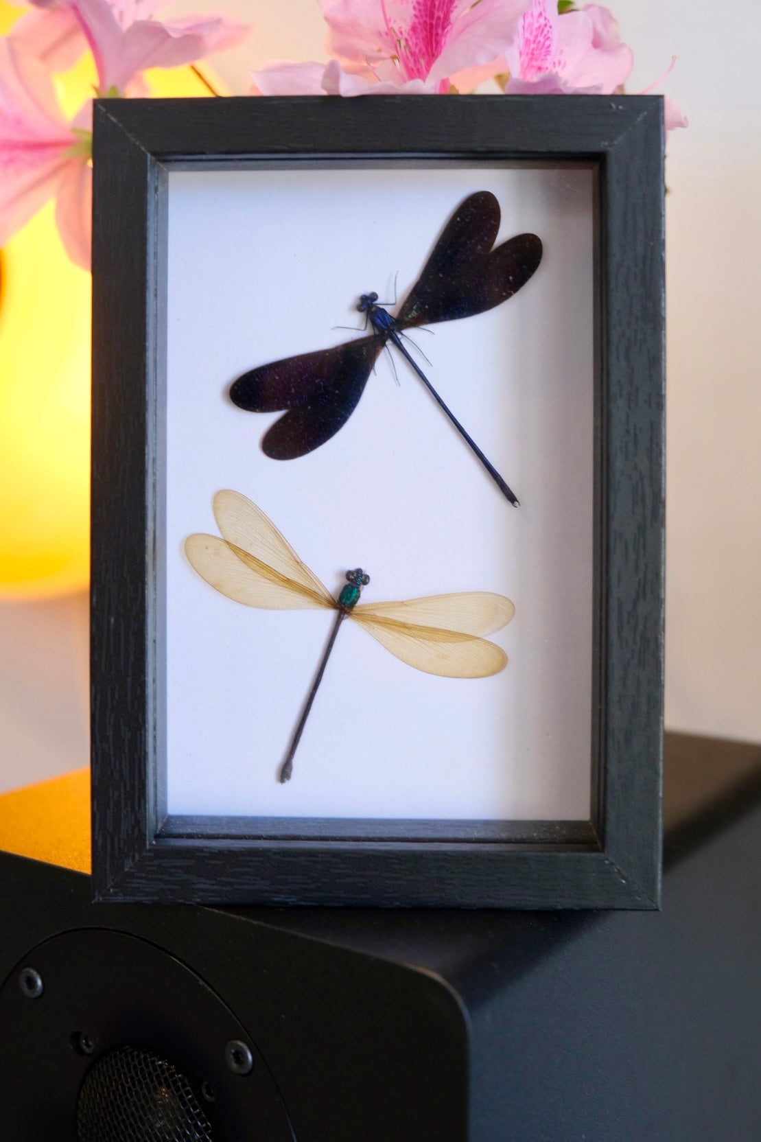 Nila Flashwing Damselfly / Vestalis Luctuosa in a frame | Male & Female Duo