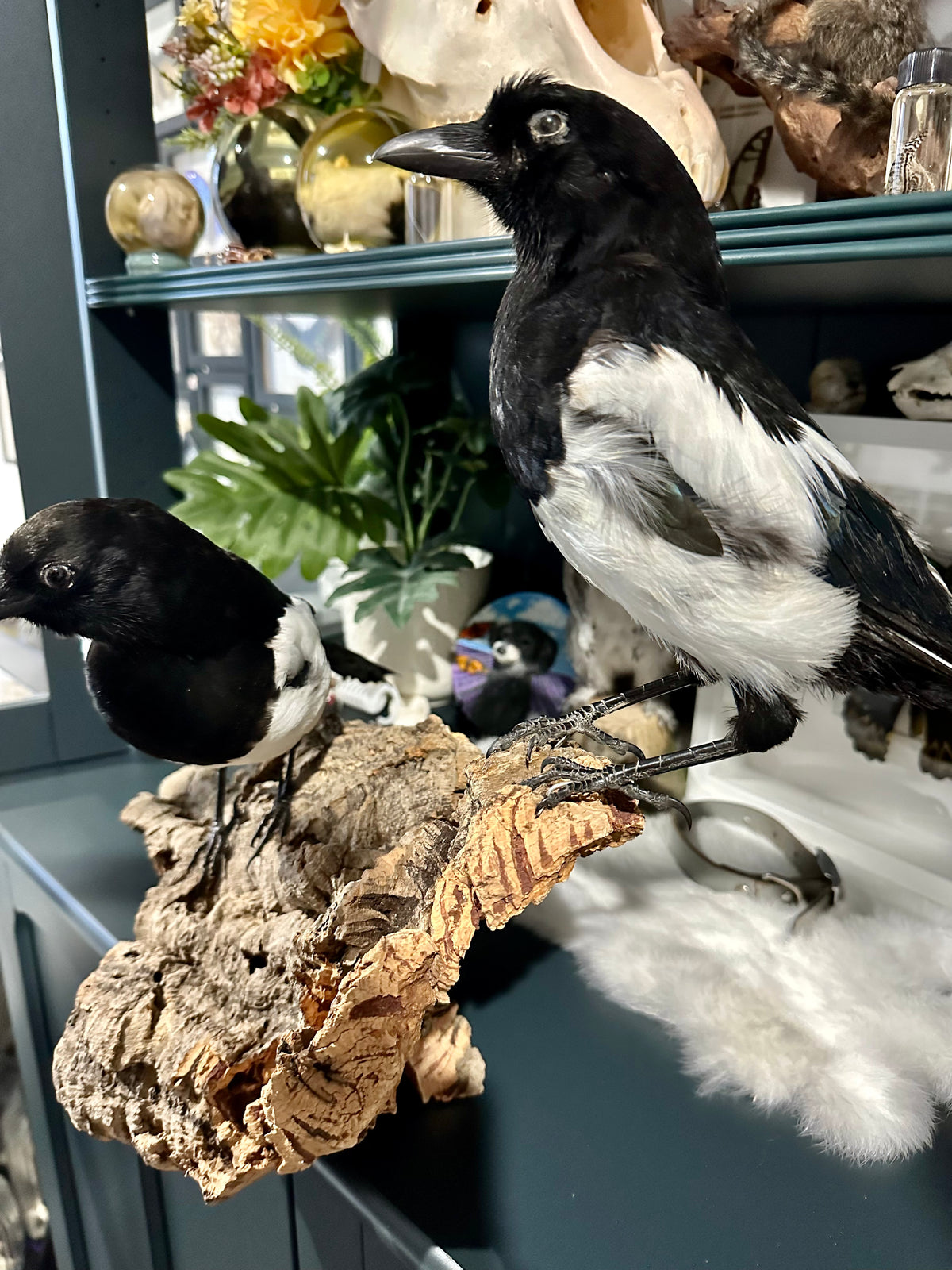 M & F Pica Pica / Eurasian Magpie Taxidermy Display | PICK UP ONLY
