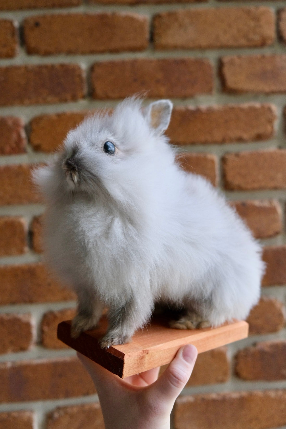 "Rex" Taxidermy Bunny