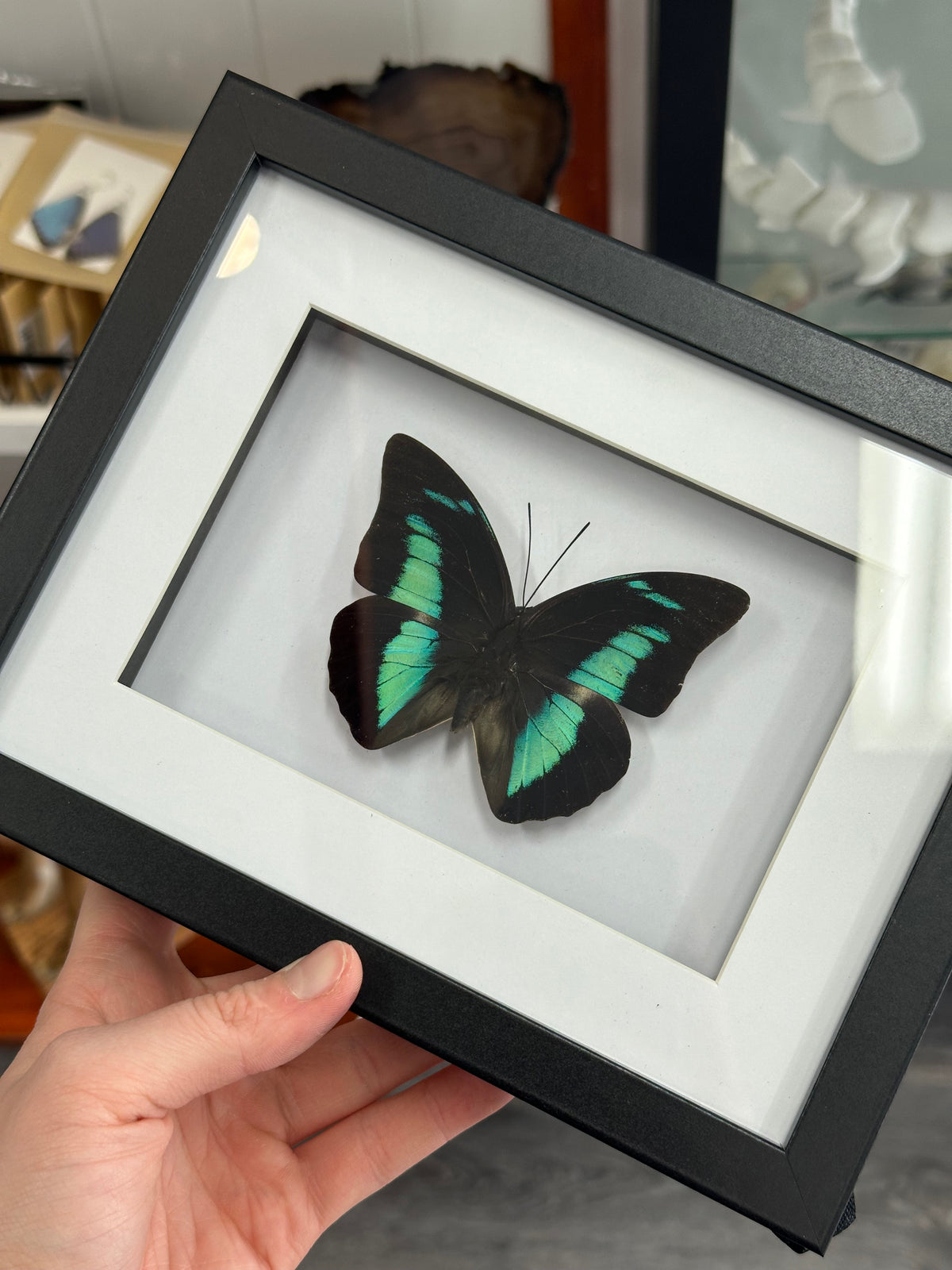 Prepona Butterfly in a frame