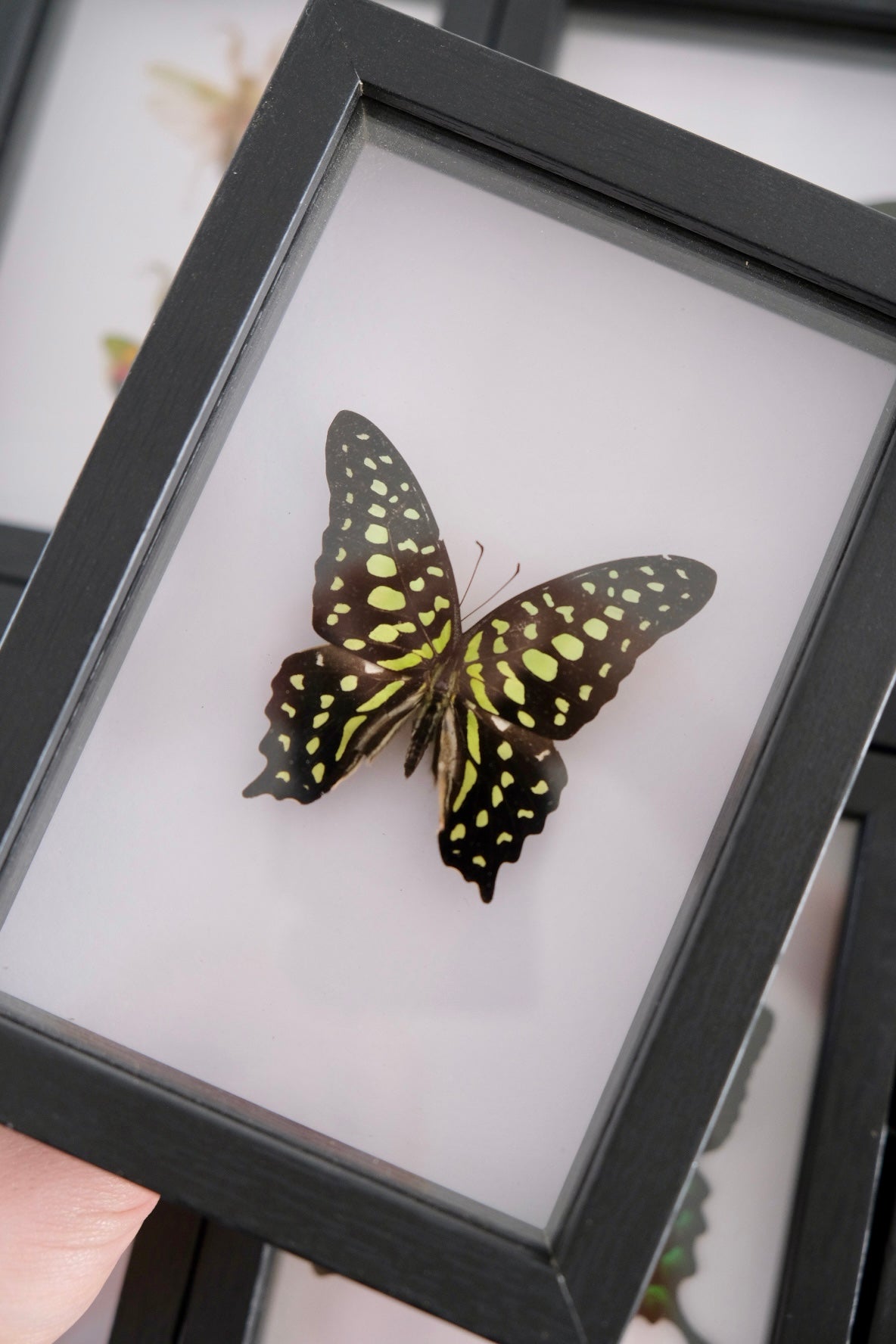 Tailed Jay butterfly / Graphium Agamemnon in a frame