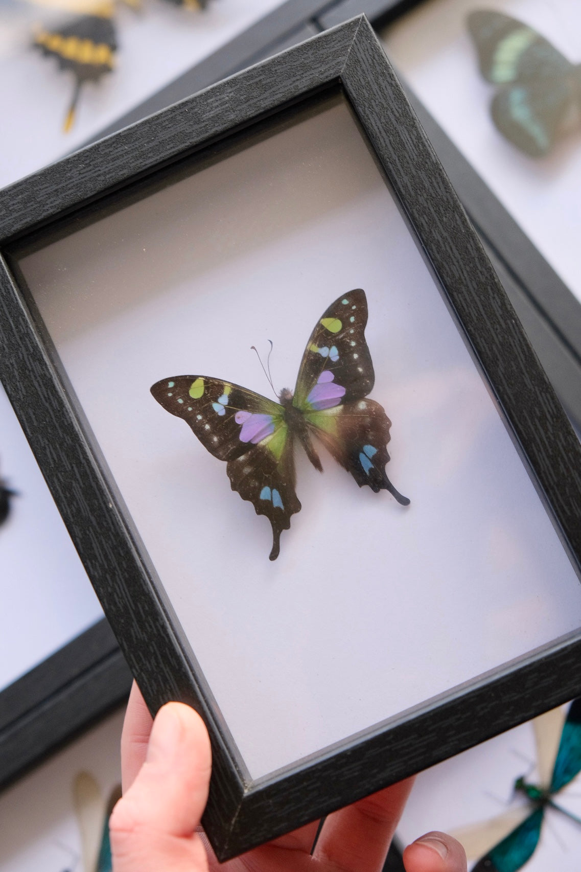Purple Spotted Swallowtail / Graphium Weiskei in a frame
