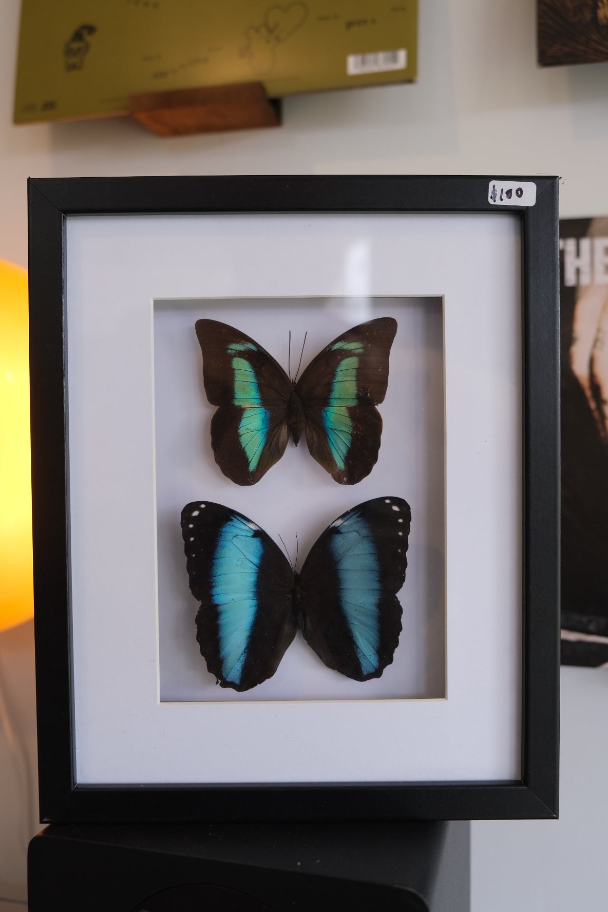 Morpho & Prepona Butterfly Duo