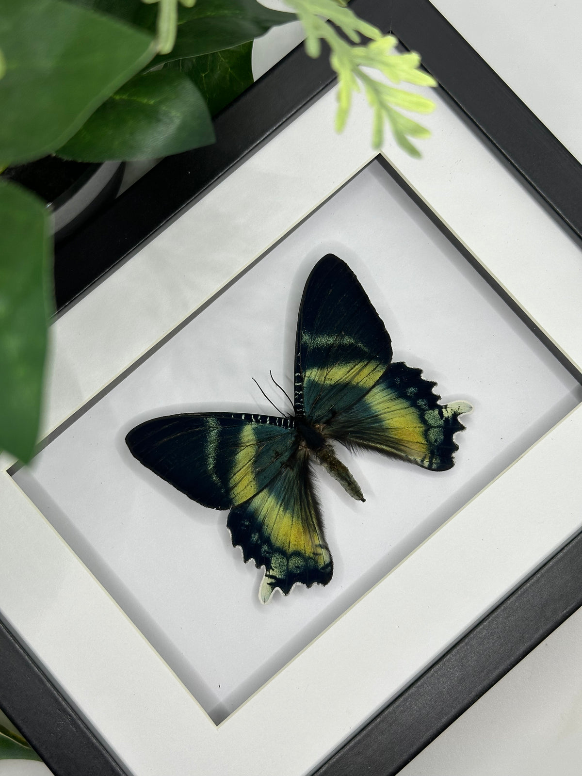 Alcides Orontes Moth in a frame