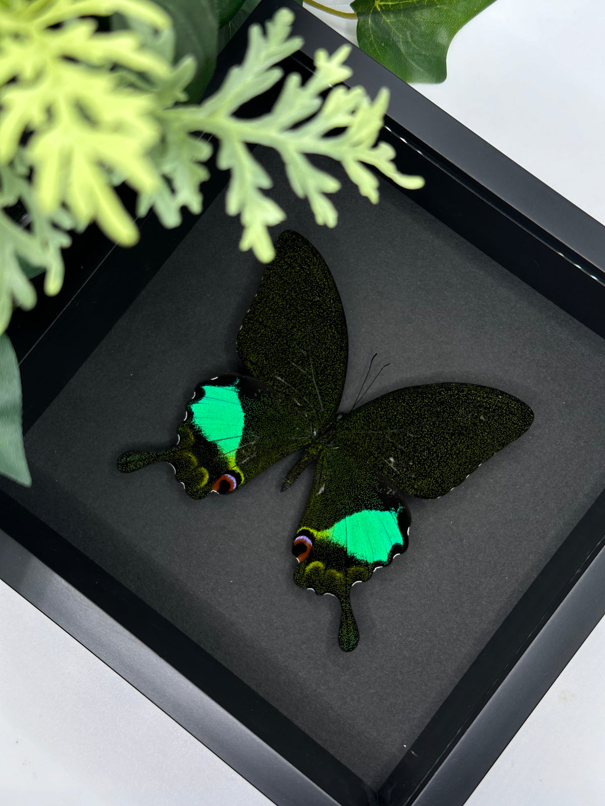 Papilio Karna in a frame | Square
