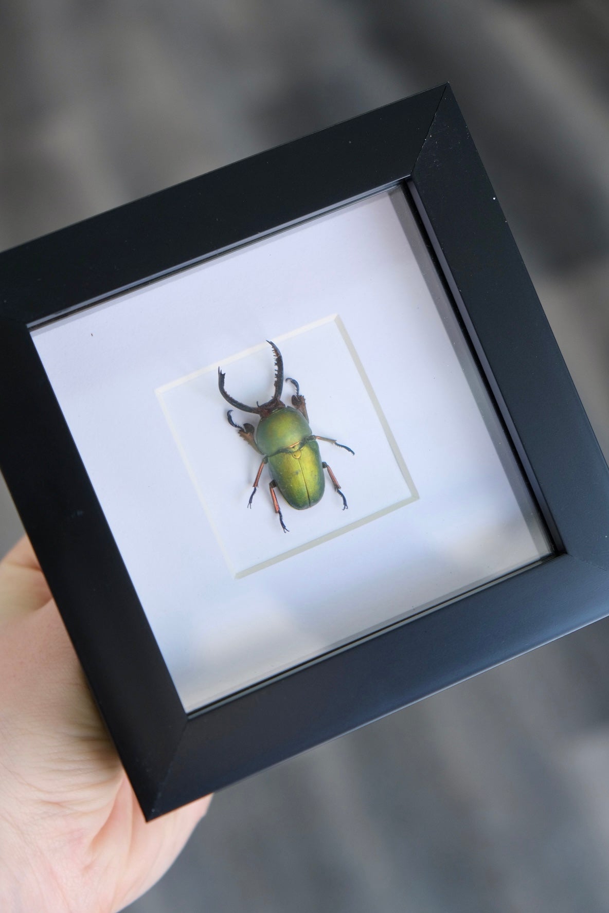 Saw-Tooth Stag Beetle / Lamprima Adolphinae in a frame | Unspread