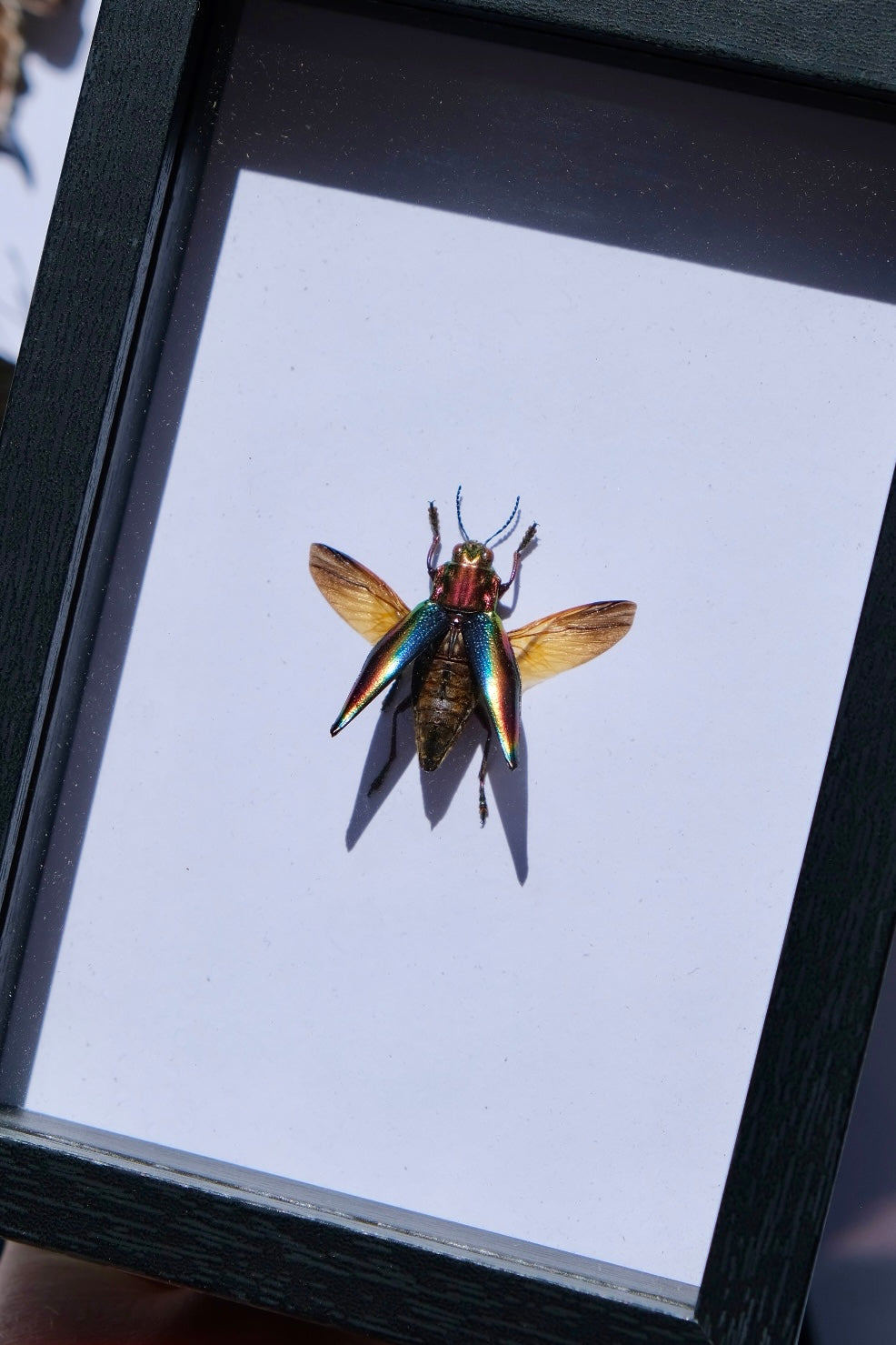 Red Coloured Jewel Beetle / Cyphogastra Javanica  in a frame | Spread