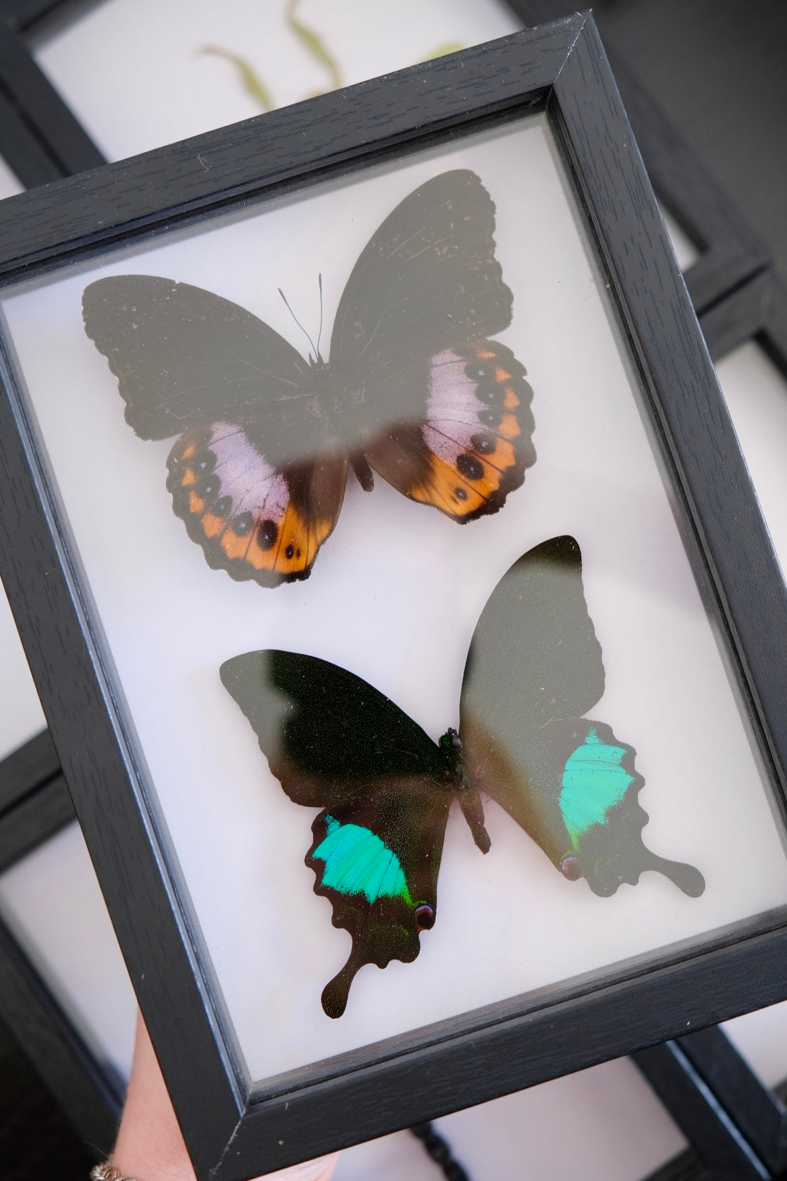 Brush-Footed Butterfly & Paris Peacock Butterfly Duo frame