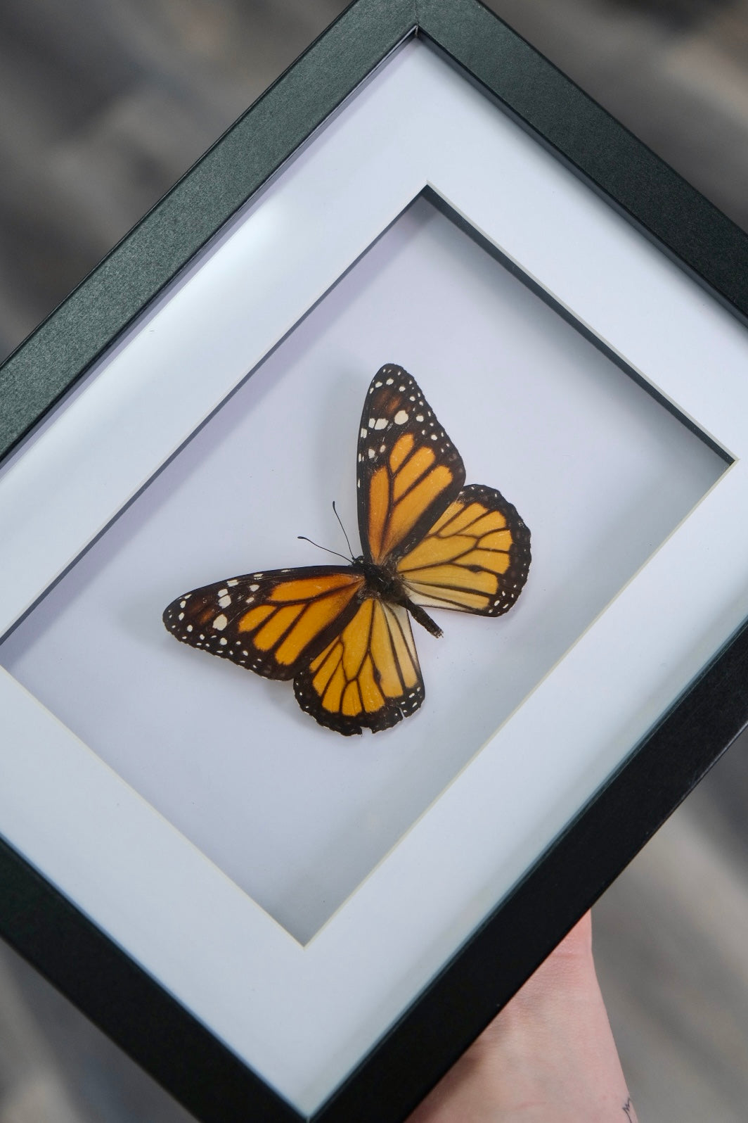 Monarch Butterfly / Danaus Plexippus in a frame