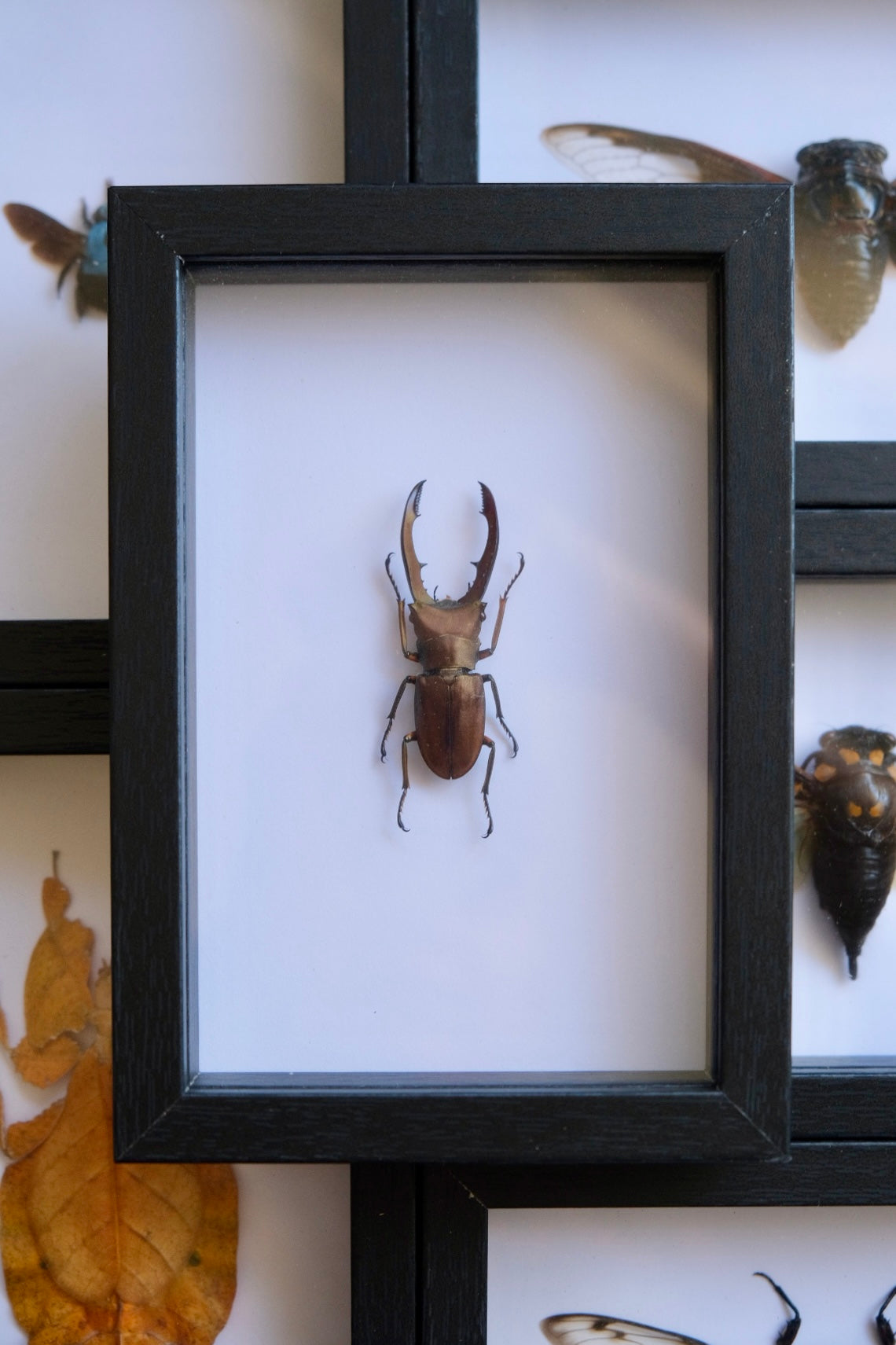 Stag Beetle / Cyclommatus Metallifer in a frame