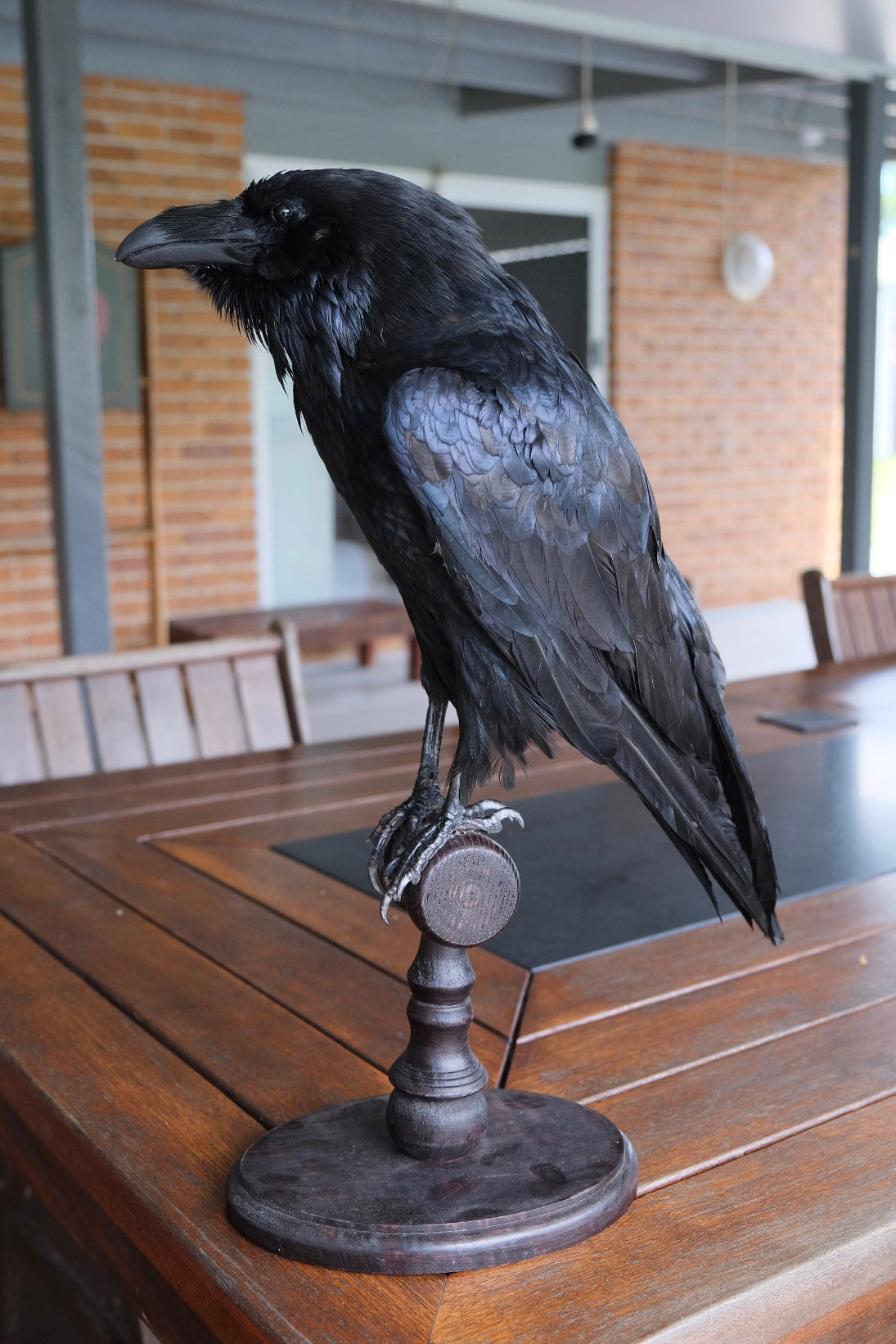 Taxidermy European Raven | Missing Toe | Express shipping unavailable