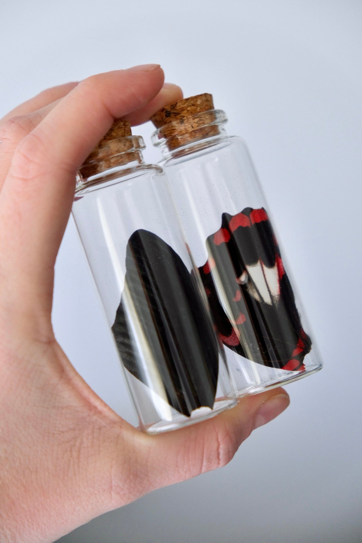 Scarlet Mormon Wing Jar
