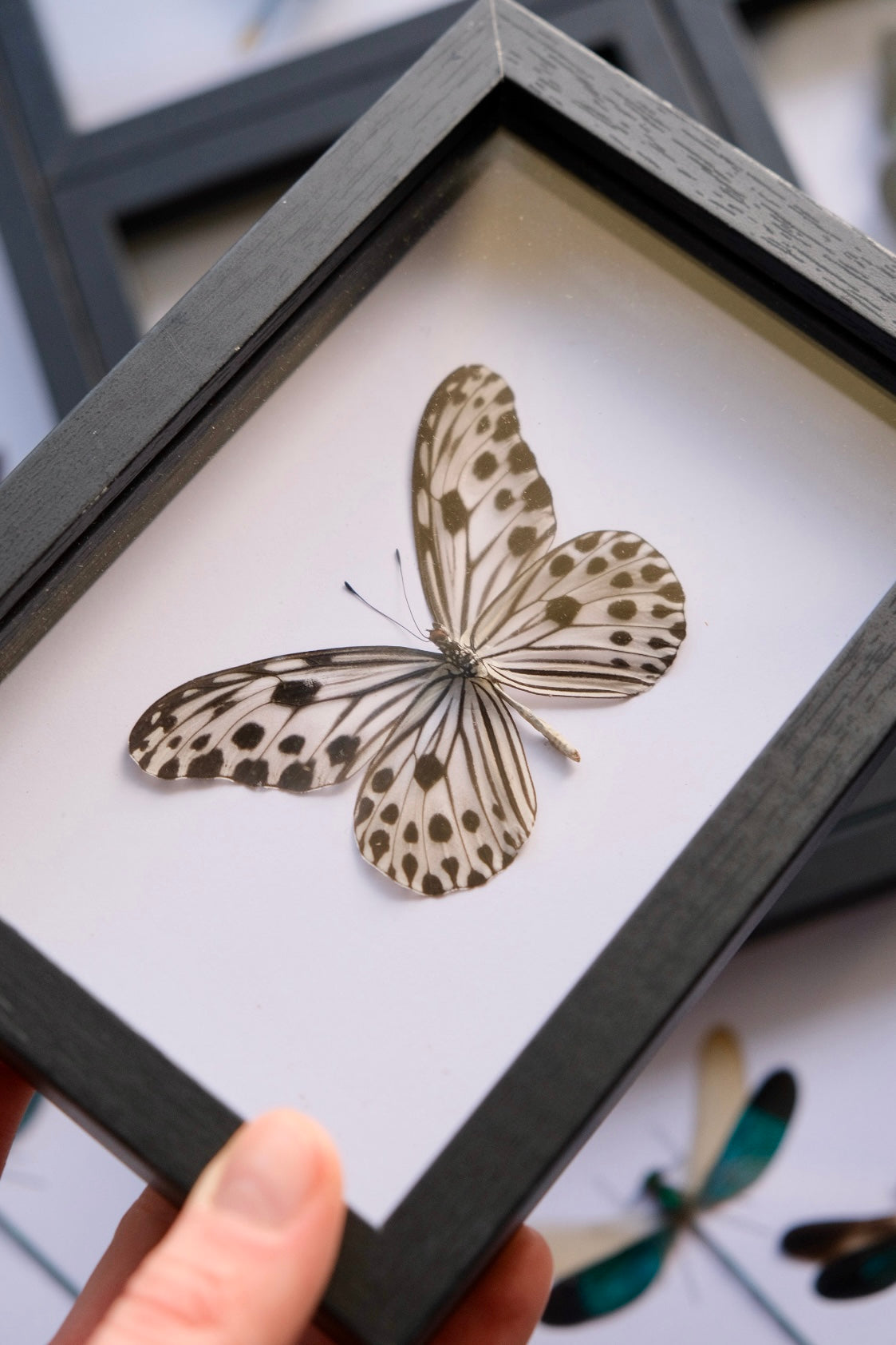 Smaller Wood Nymph Butterfly / Ideopsis Gaura Perakana in a frame
