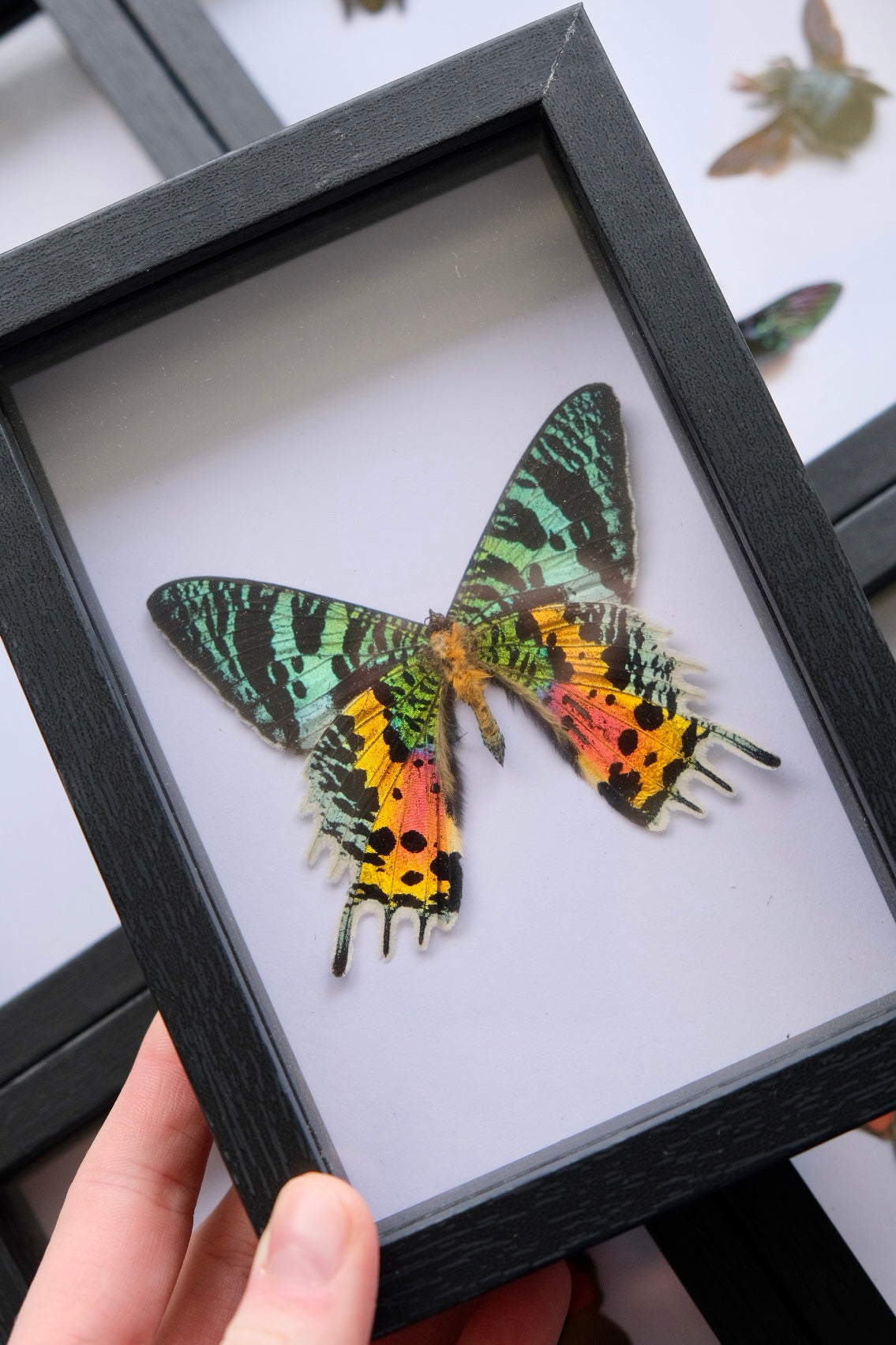 Madagascan Sunset Moth in a frame | Ventral (Underside)