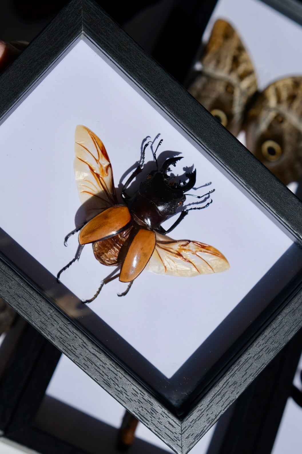 Giant Stag Beetle / Odontolabis Ludekingi in a frame | Spread