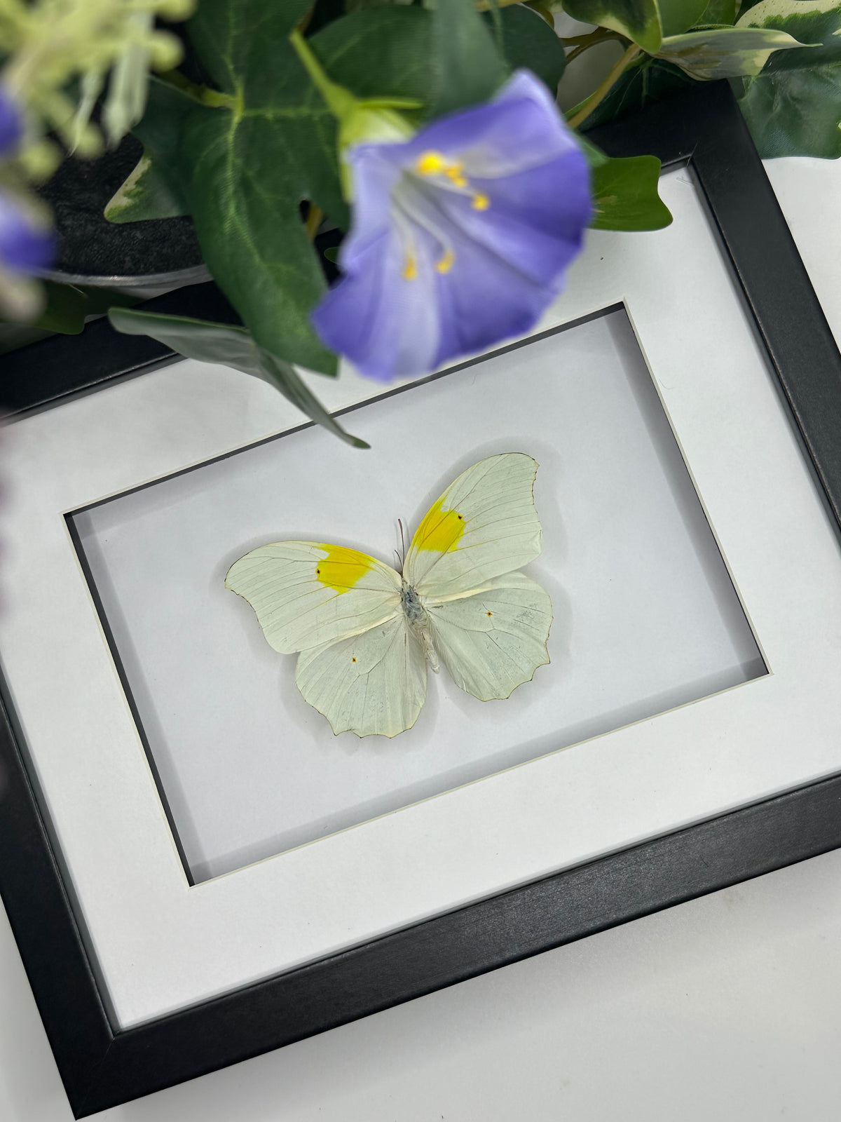 White Angled-Sulphur Butterfly / Anteos Clorinde in a frame