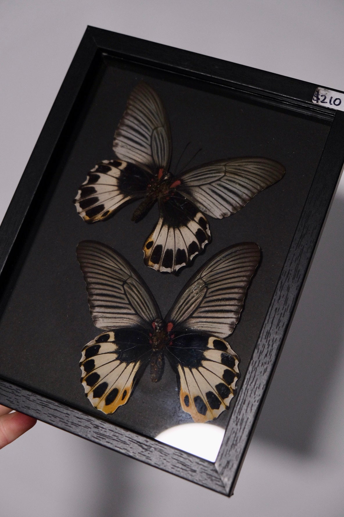 Papilio Memnon Butterfly Duo Frame | BLACK