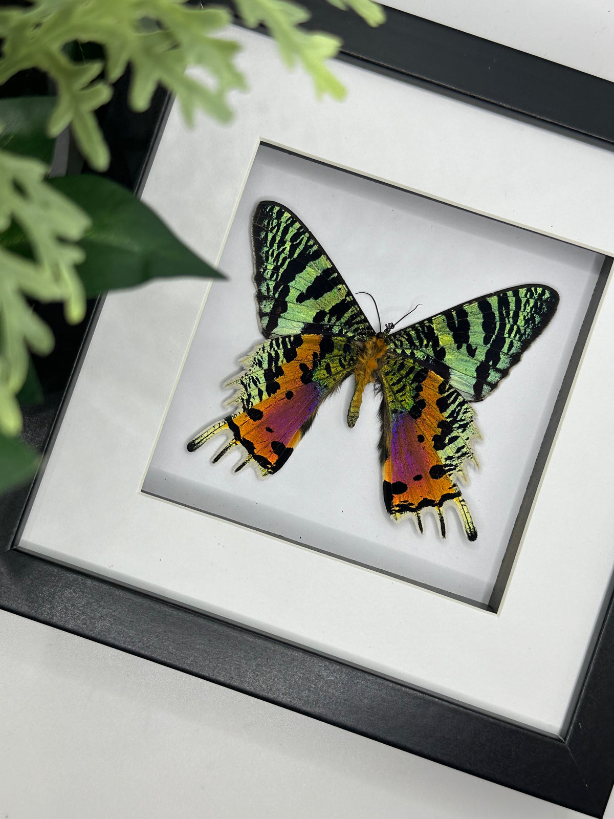 Madagascan Sunset Moth / Chrysiridia Rhipheus in a frame #3