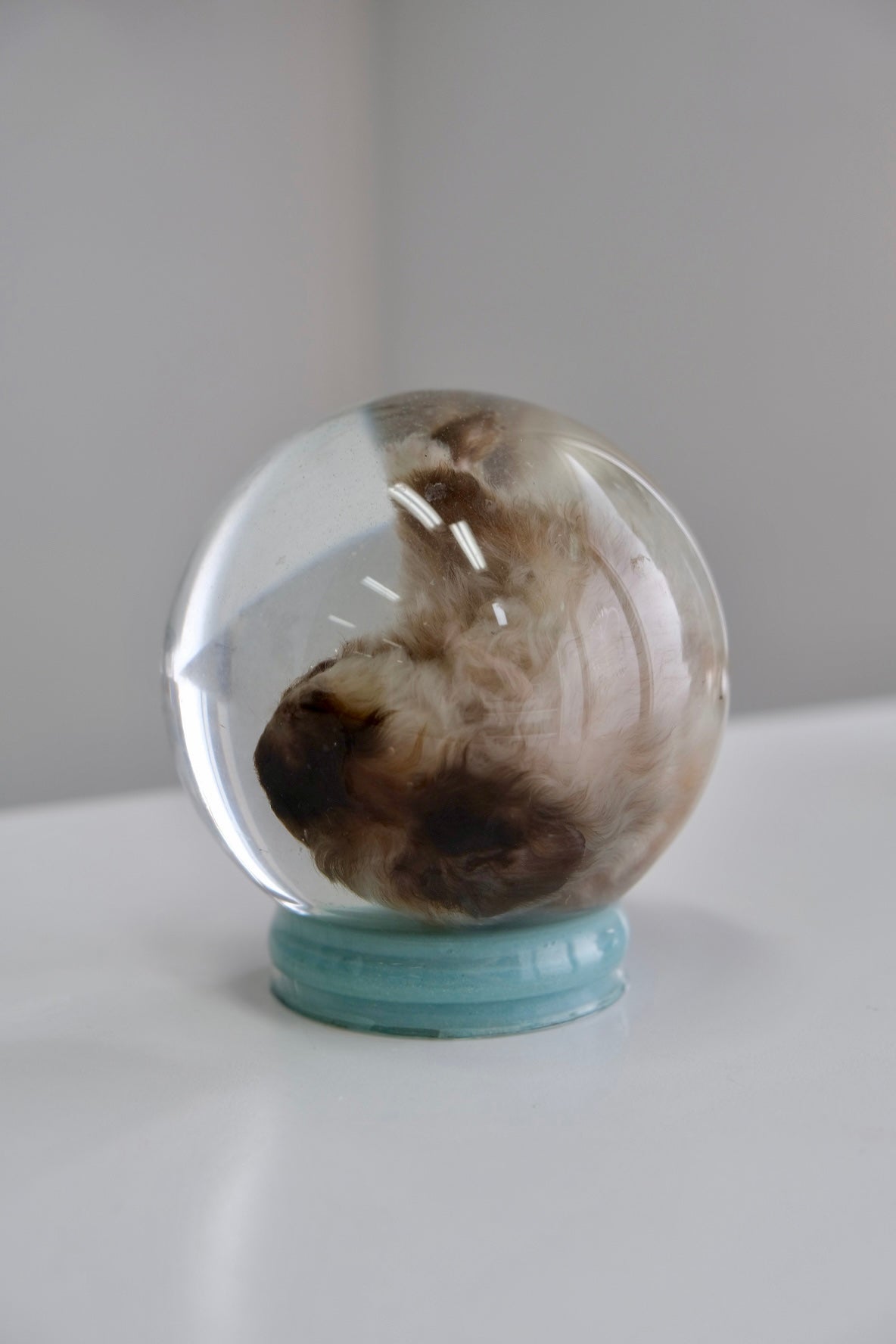 Wet Specimen Globe | Guinea Pig