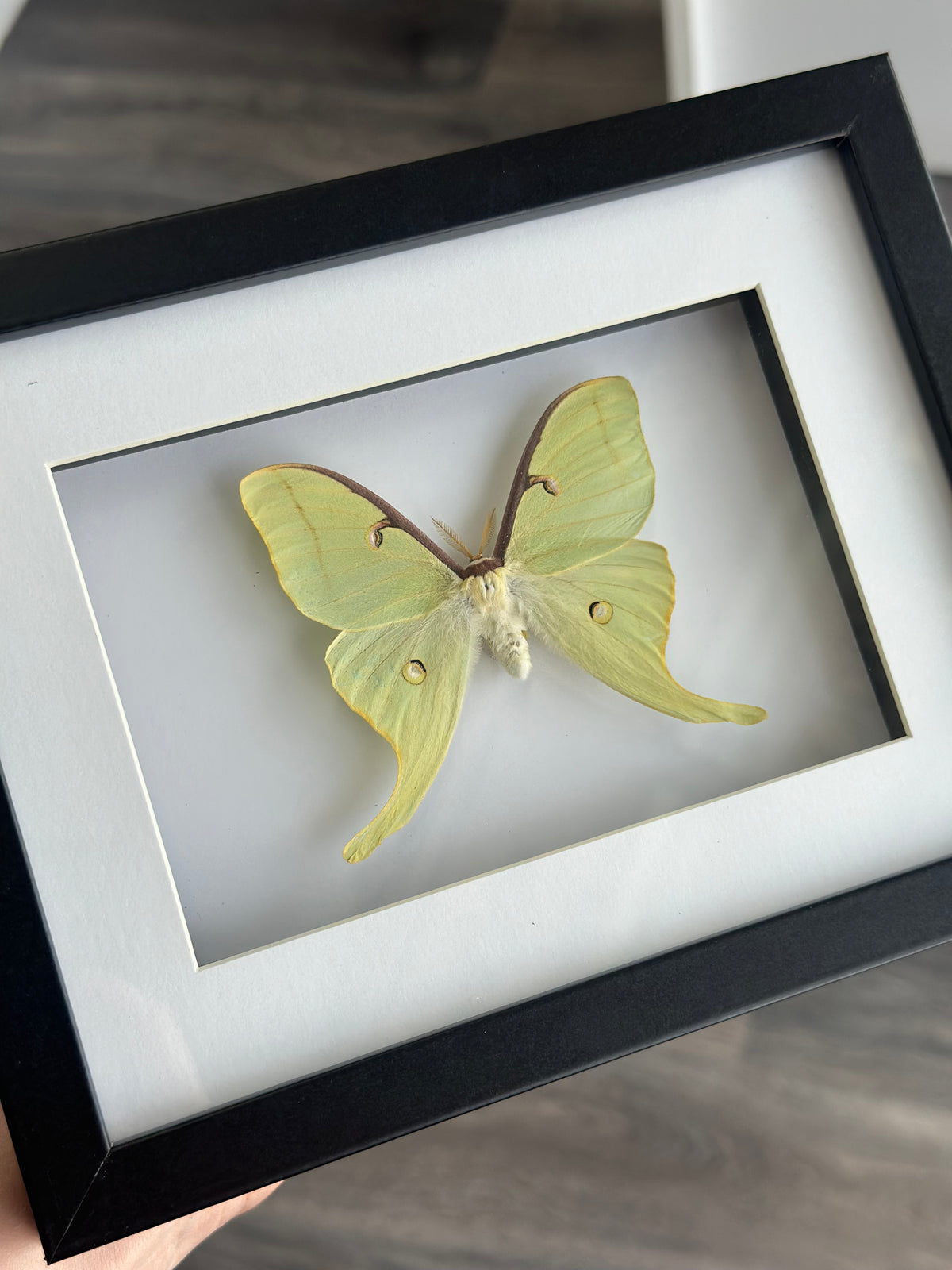 Luna Moth / Actias Luna in a frame