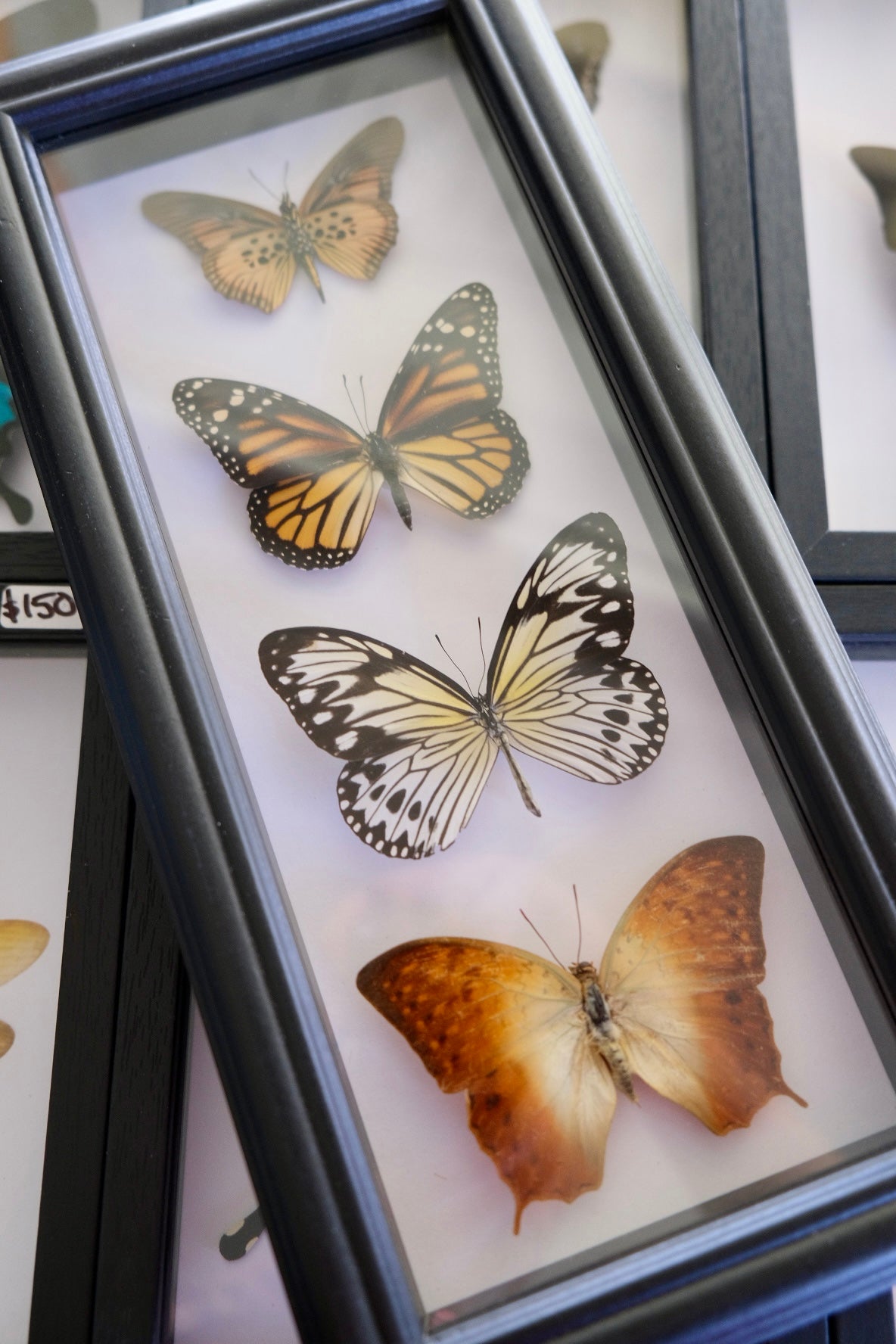 4 x Warm Toned Butterflies in a frame