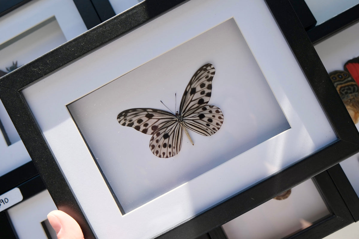 Smaller Wood Nymph Butterfly / Ideopsis Gaura Perakana in a frame