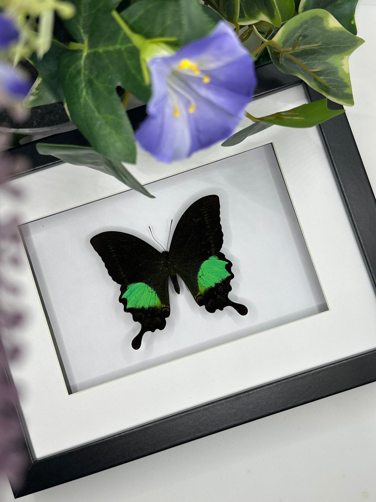 Papilio Karna in a frame
