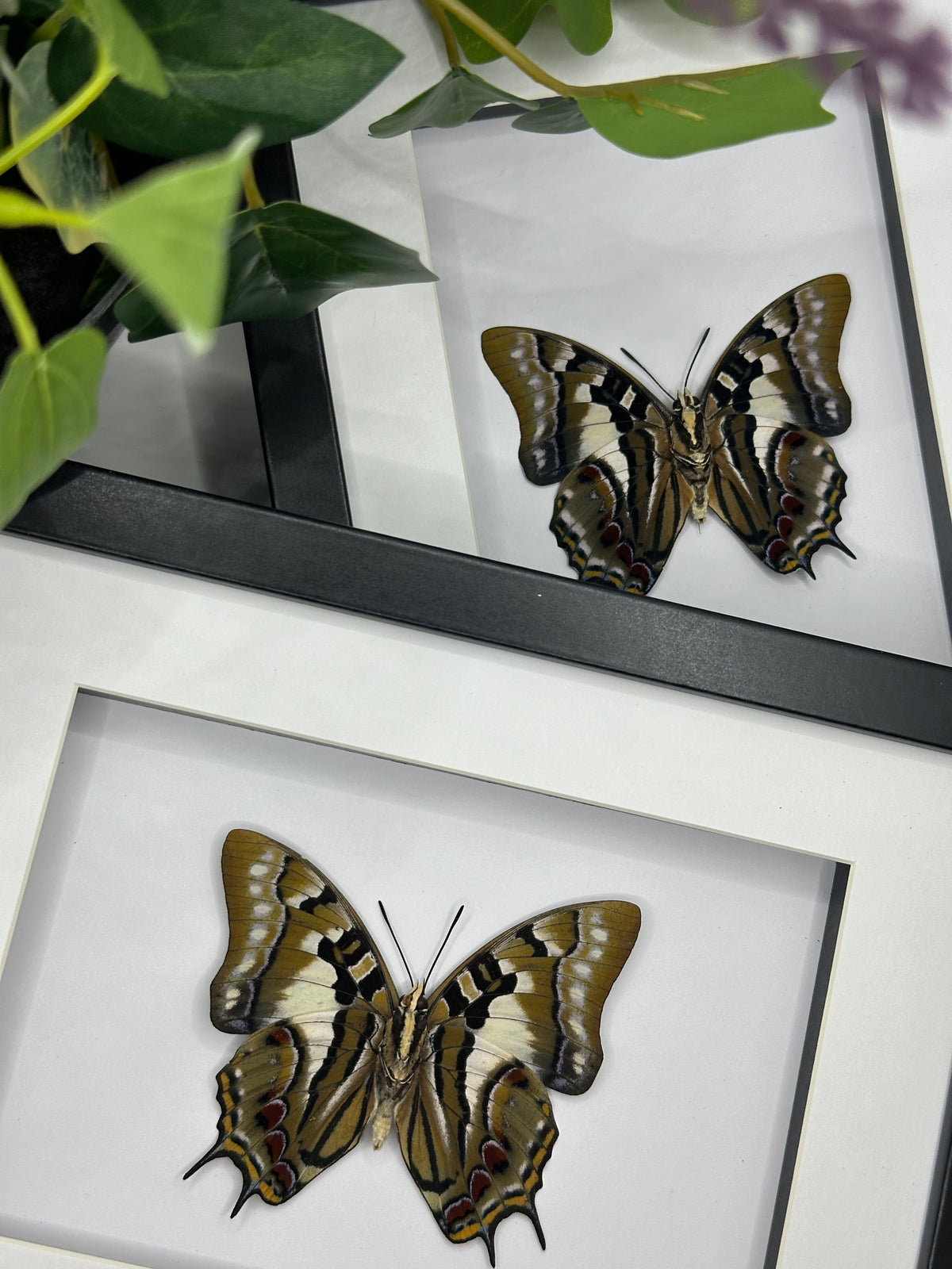 Tailed Emperor Butterfly / Charaxes Pyrrhus in a frame