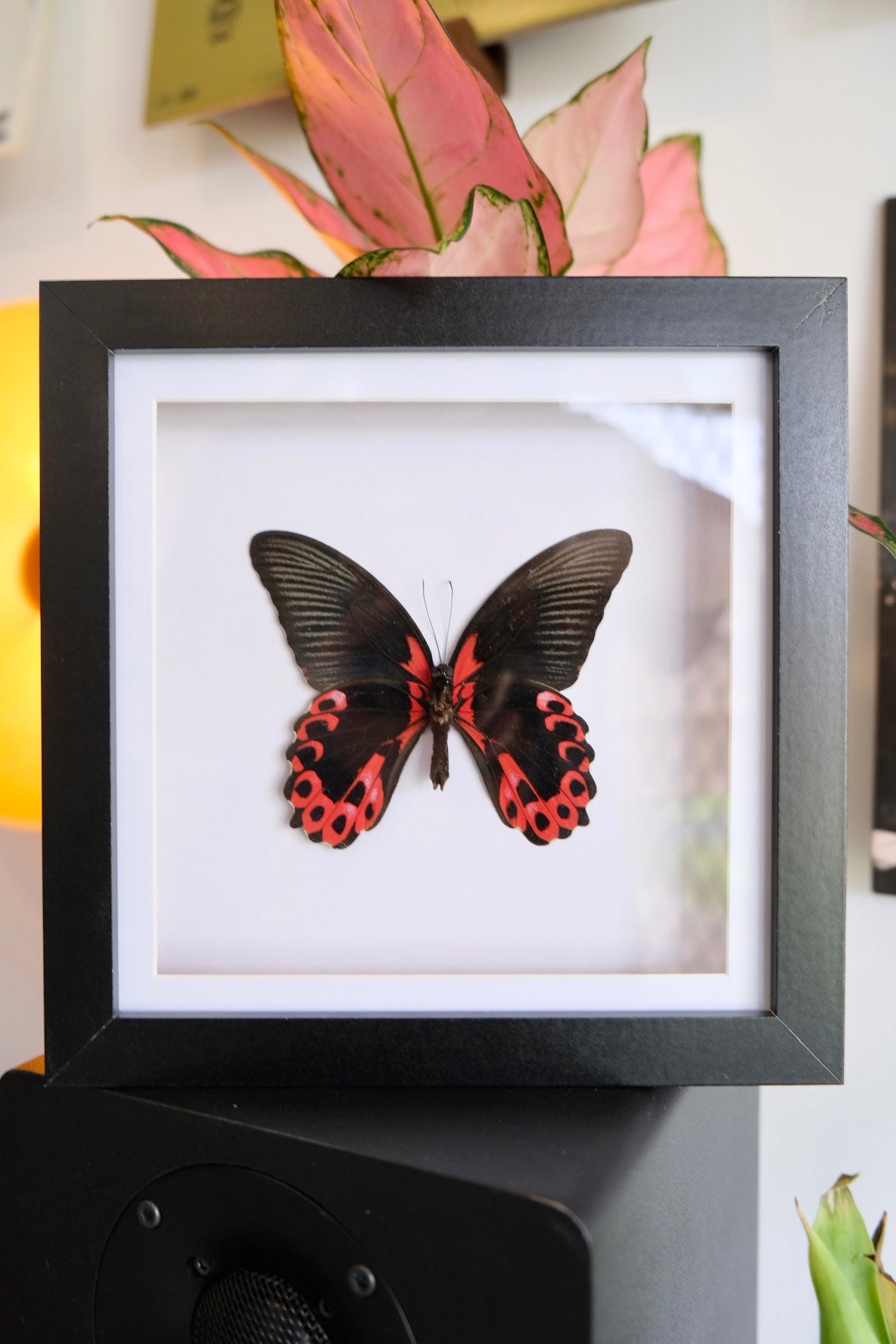Scarlet Mormon / Papilio Rumanzovia in a square frame (Male) | Ventral (Underside)