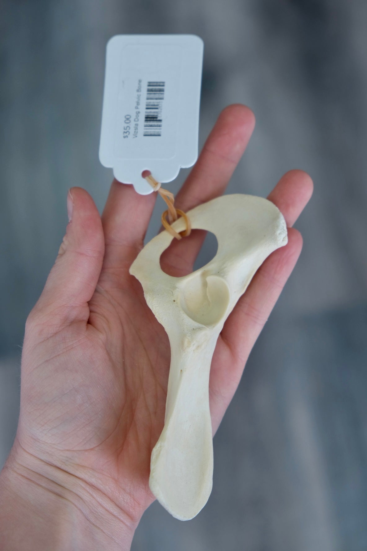 Vizsla Dog Pelvis Bone