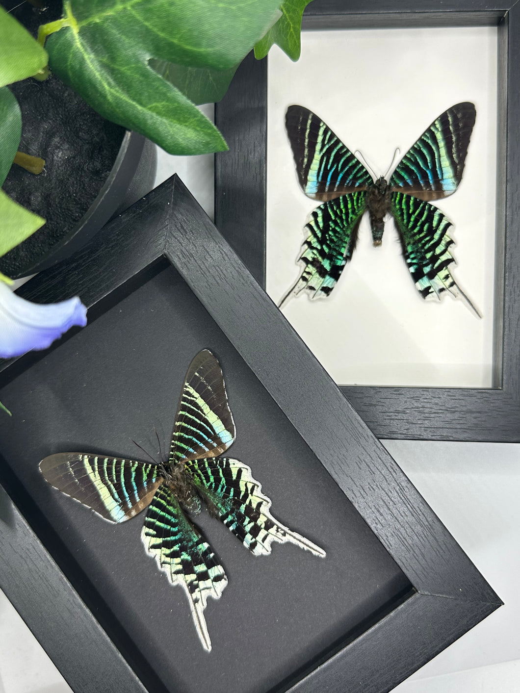 Green-Banded Urania / Urania Leilus Moth in a frame