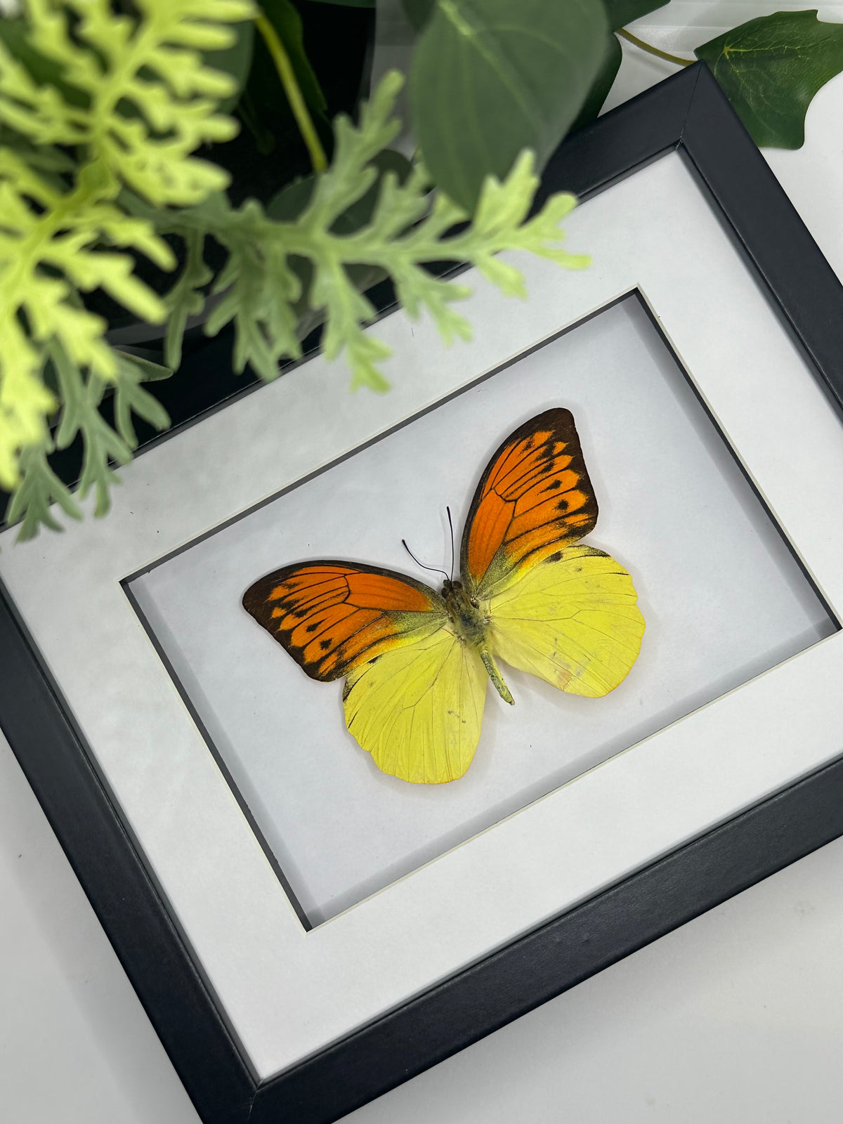 Orange Tip Butterfly / Hebomoia Leucippe in a frame