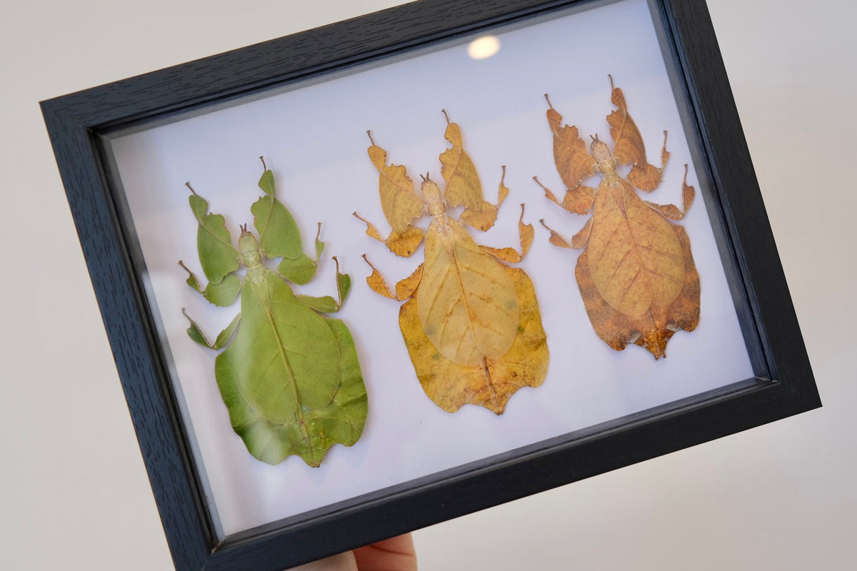 Trio Phyllium Pulchrifolium / Leaf Insect frame #3