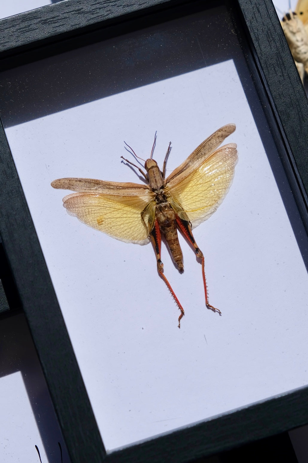 Grasshopper / Eucoptacra Ceylonica in a frame