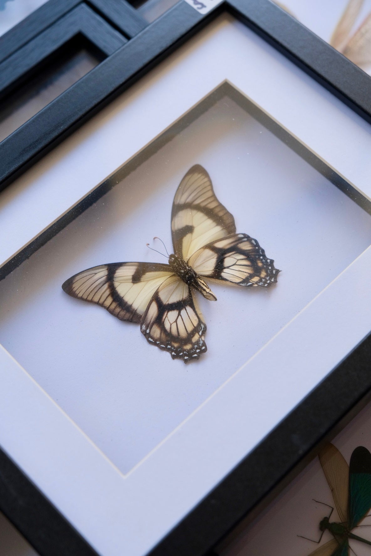 Eurytides Dolicaon Butterfly in a frame (A-)