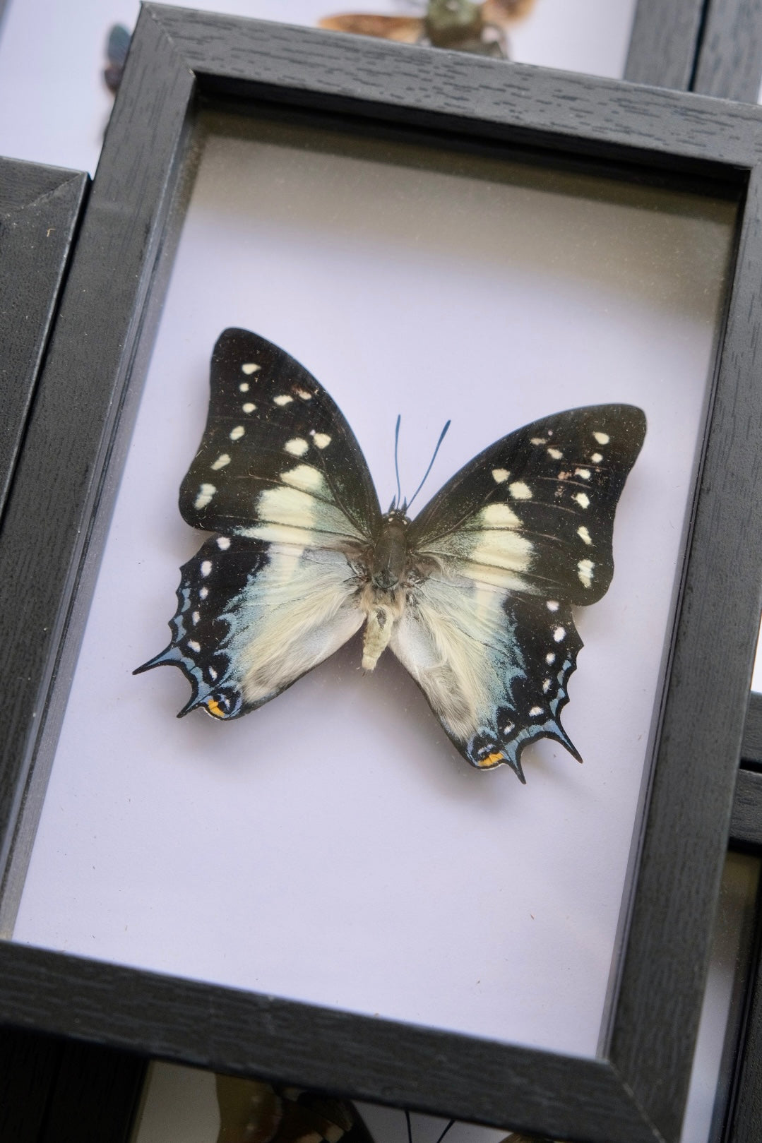 Tailed Emperor Butterfly / Charaxes Pyrrhus in a frame | Dorsal (Top Side)