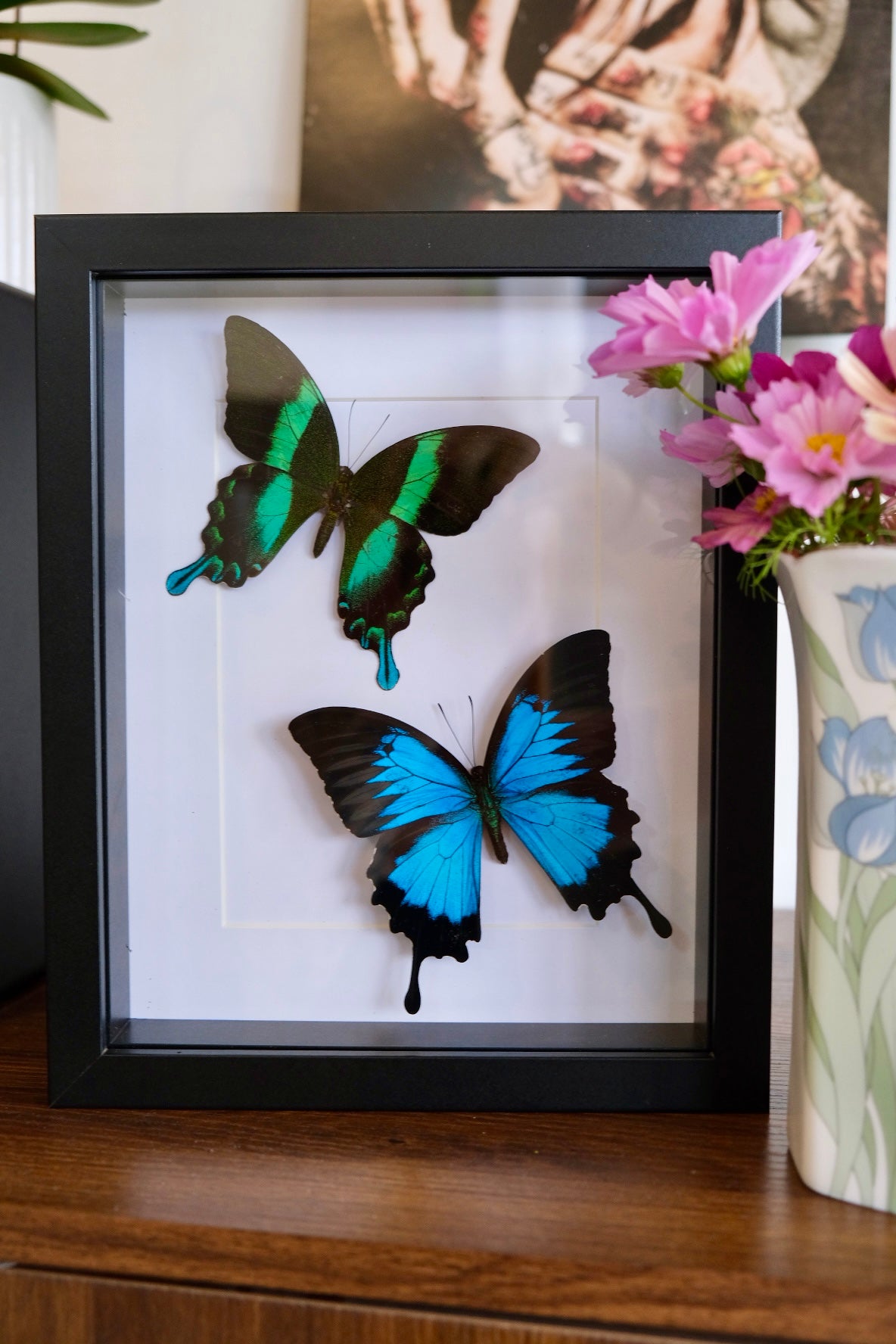 Papilio Ulysses & Papilio Blumei Duo frame