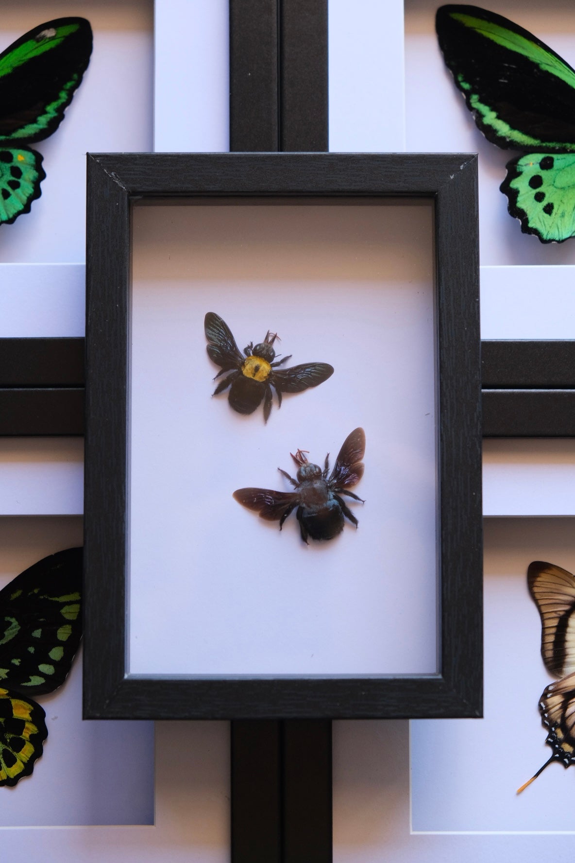 Carpenter Bee Duo / Xylocopa Caerulea & Xylocopa Confusa in a frame