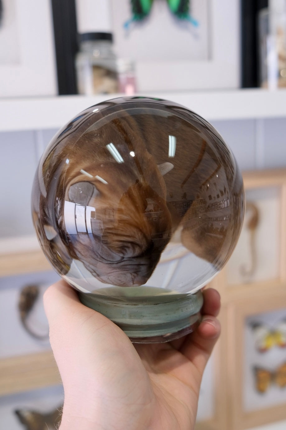 Wet Specimen Globe | Bulldog Puppy