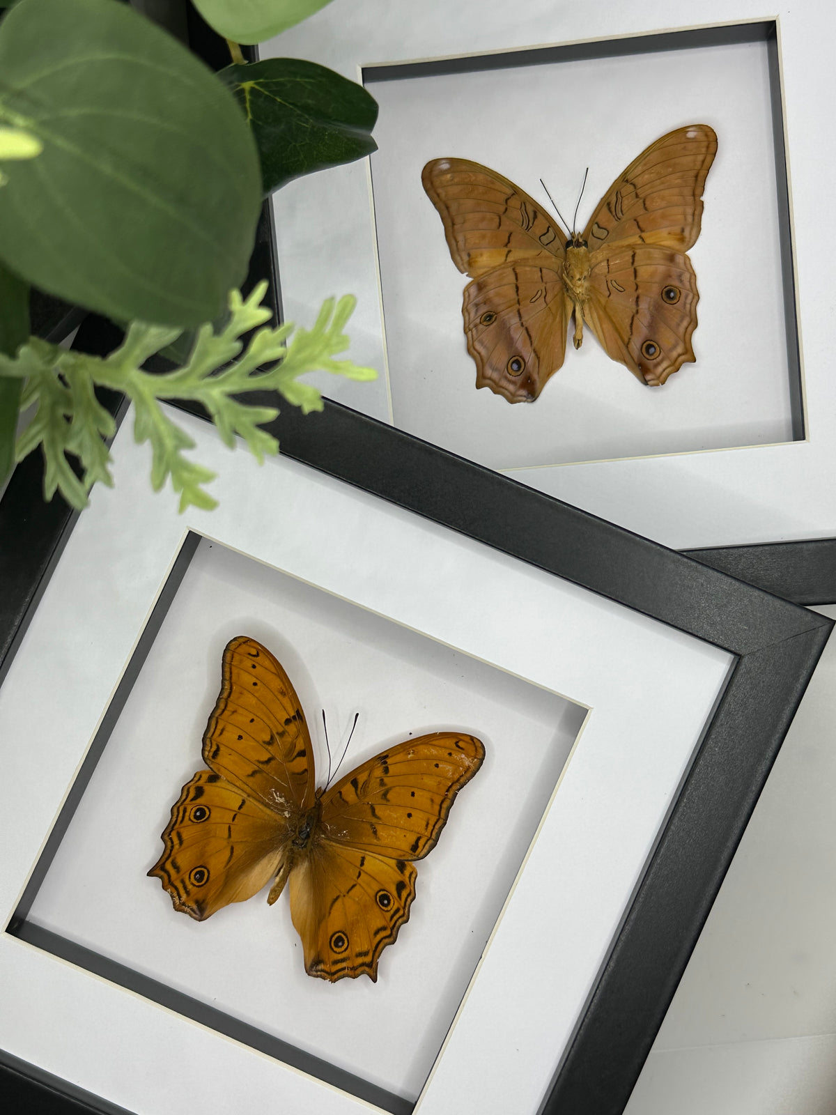Cruiser Butterfly / Vindula Arsinoe in a frame