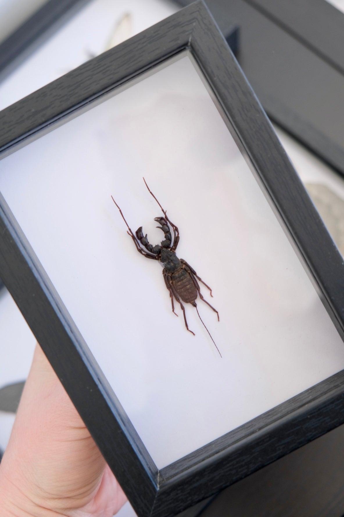 Whip Scorpion / Thelyphonus Feuerborni in a frame