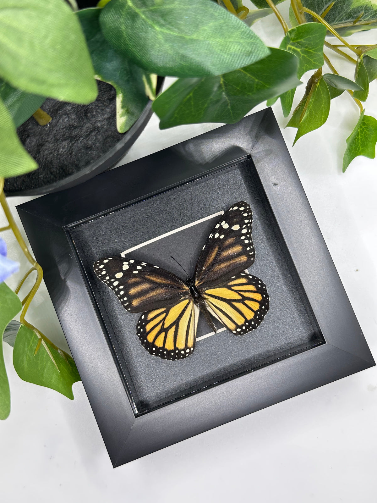 Monarch Butterfly / Danaus Plexippus in a frame | Black