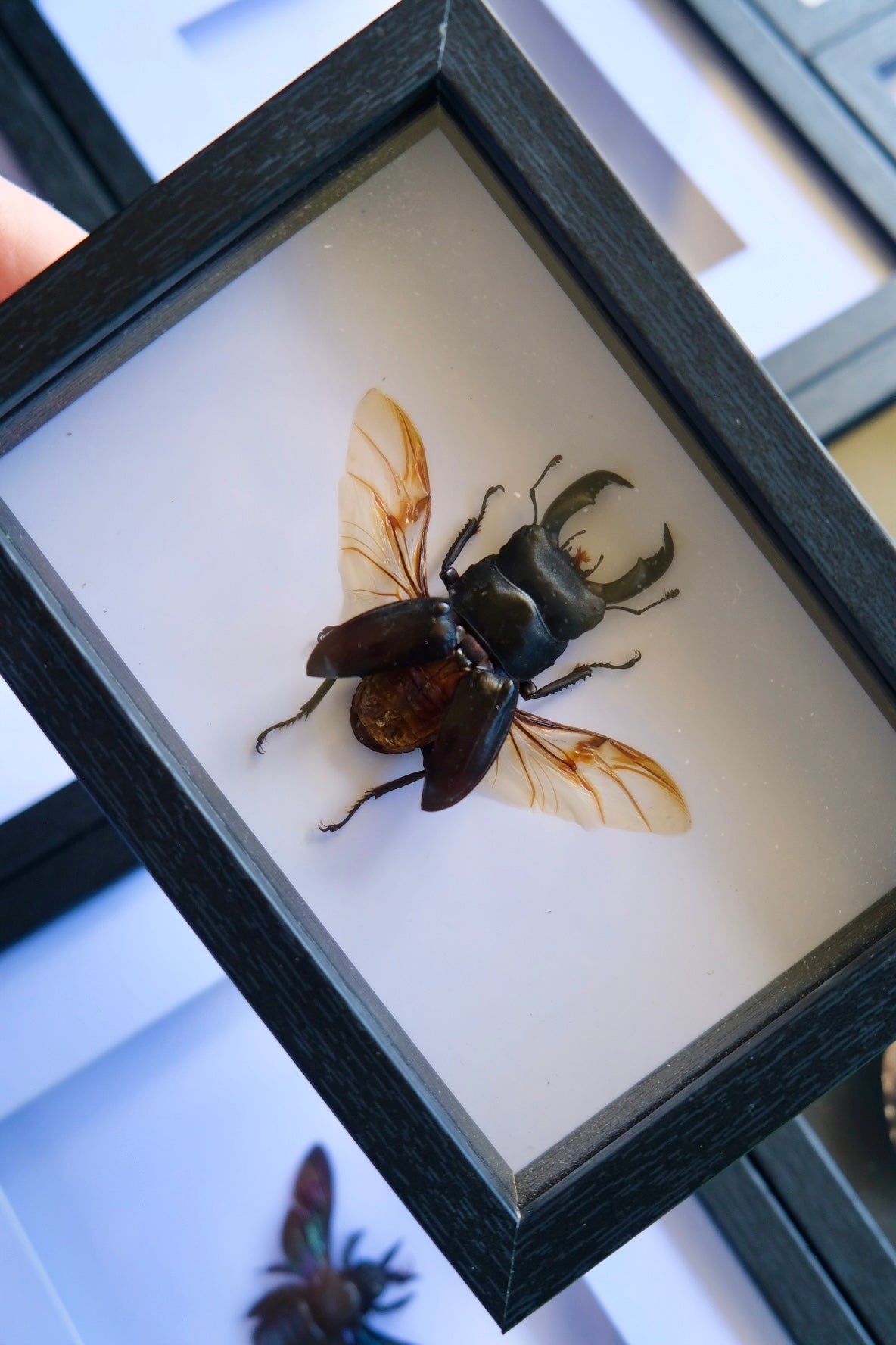 Giant Stag Beetle / Dorcus Titanus in a frame