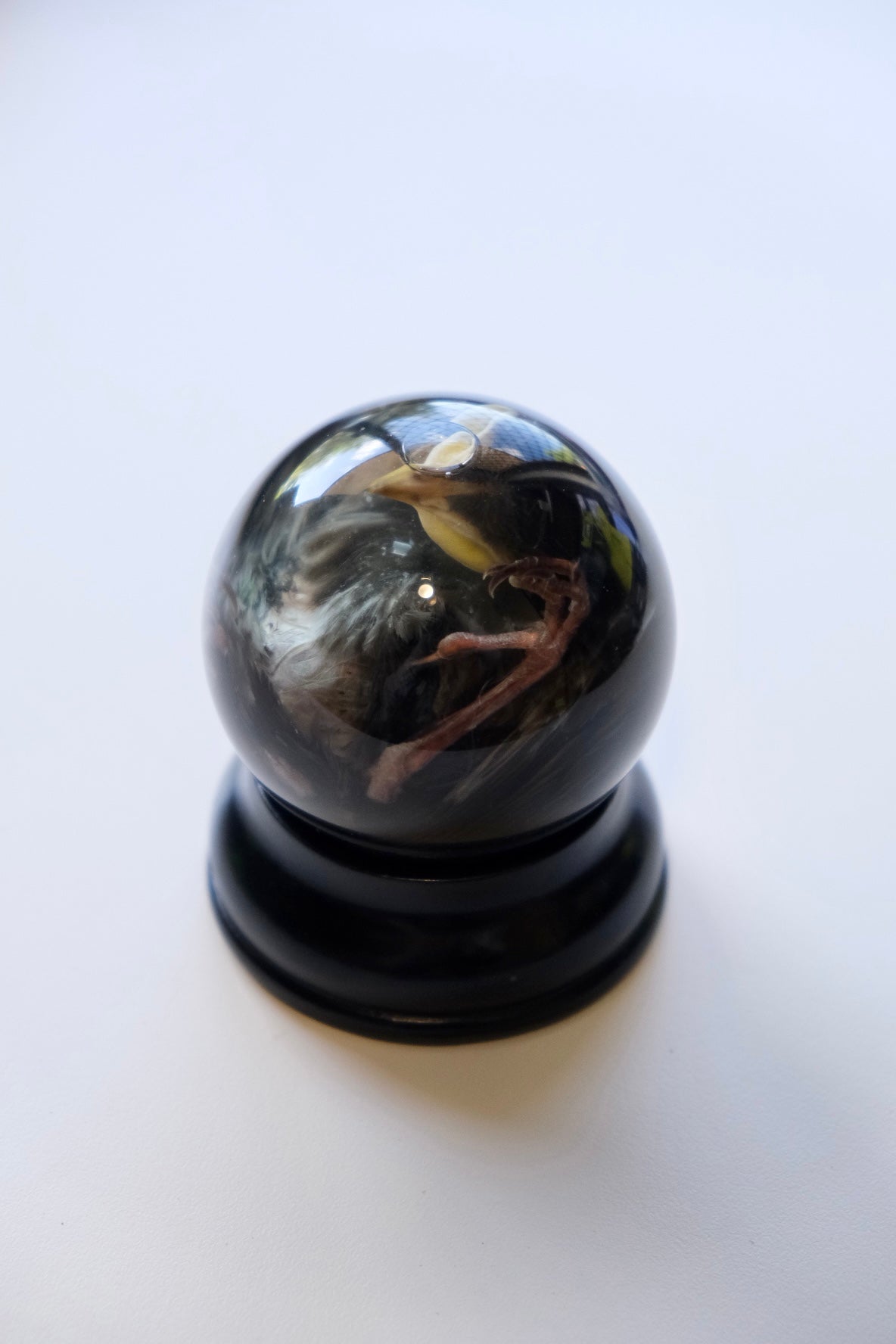 Wet Specimen Globe + Black Base | Starling Fledgling