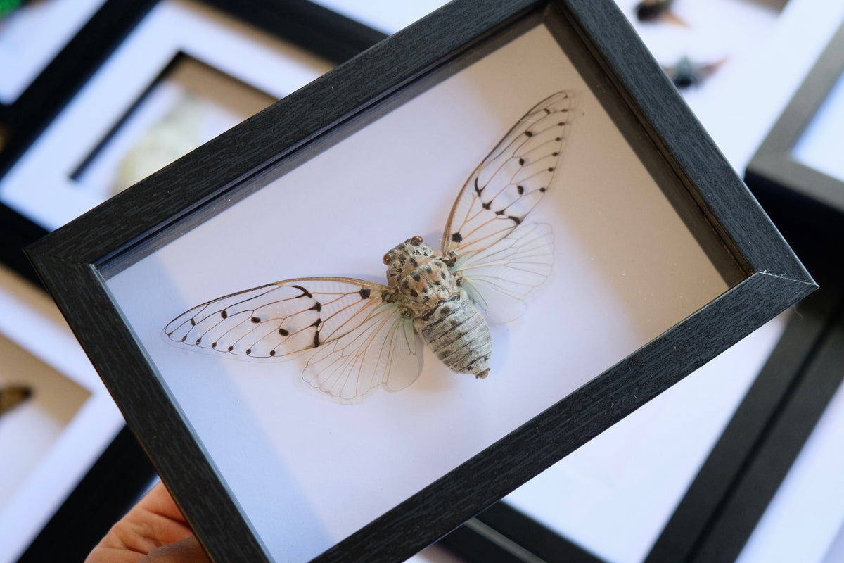 White Ghost Cicada / Ayuthia Spectabile in a frame