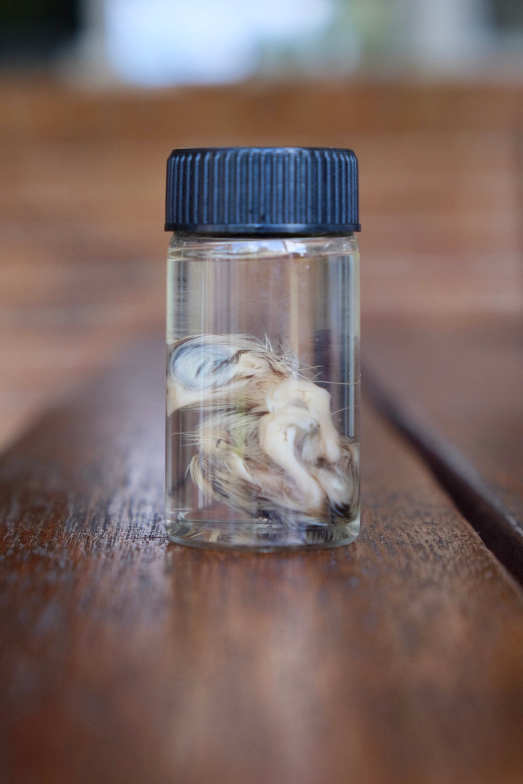 Wet Specimen Quail Vial