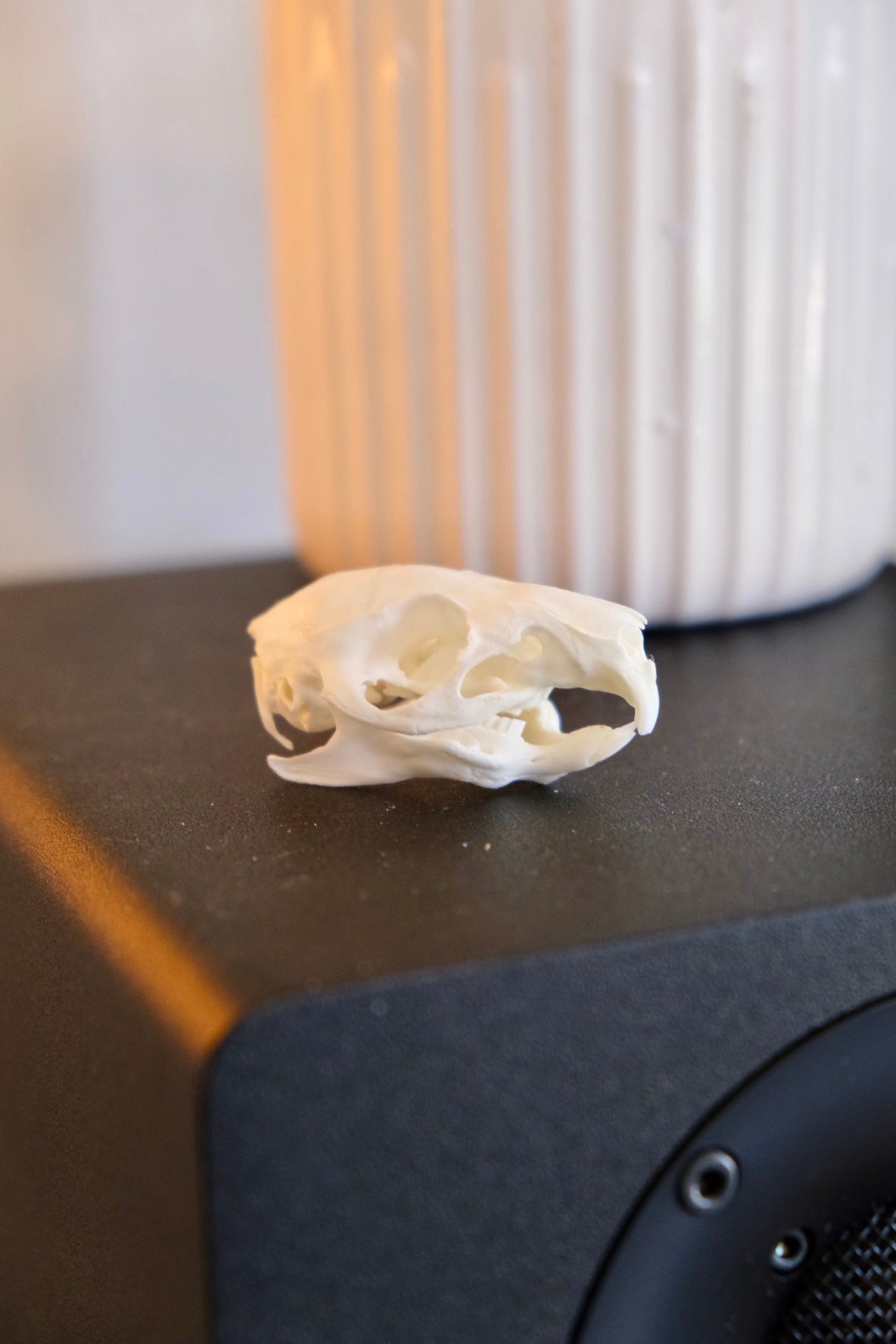 Baby Guinea Pig Skull | Craft Grade
