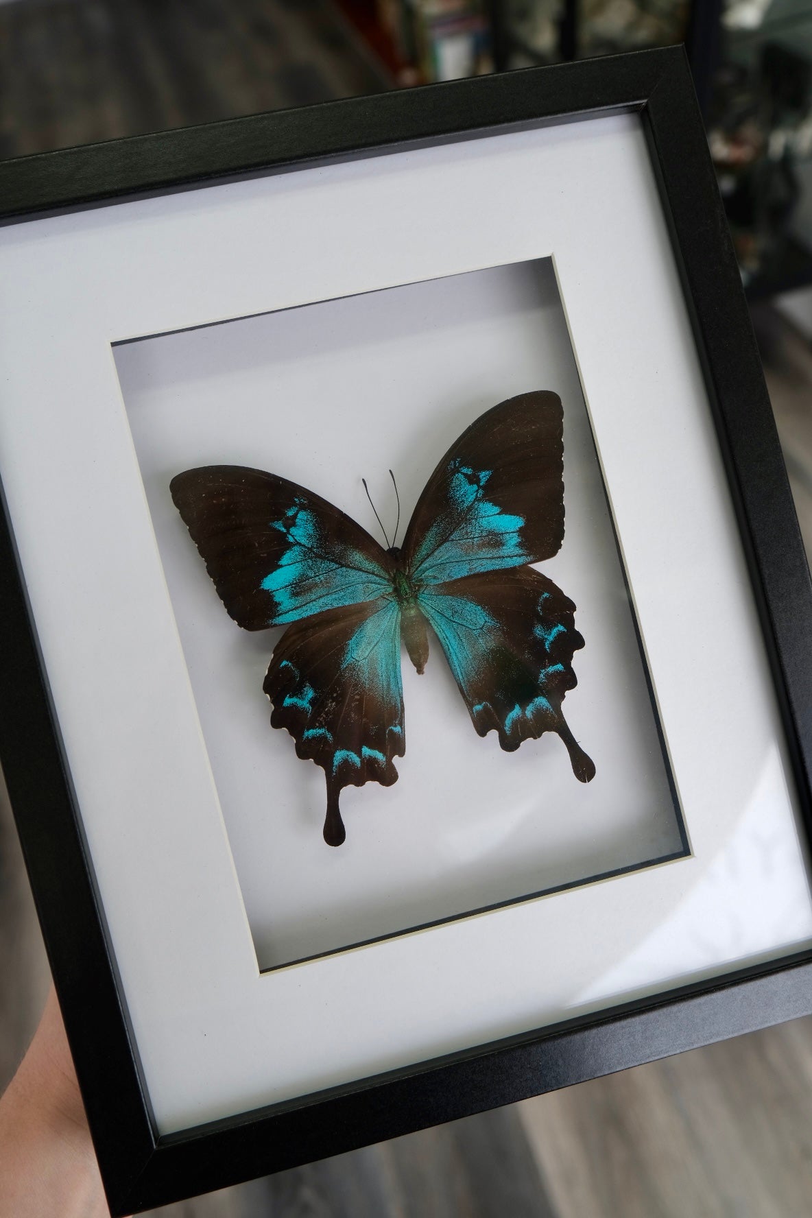 Papilio Ulysses / Blue Emperor Swallowtail Butterfly in a larger frame | Female