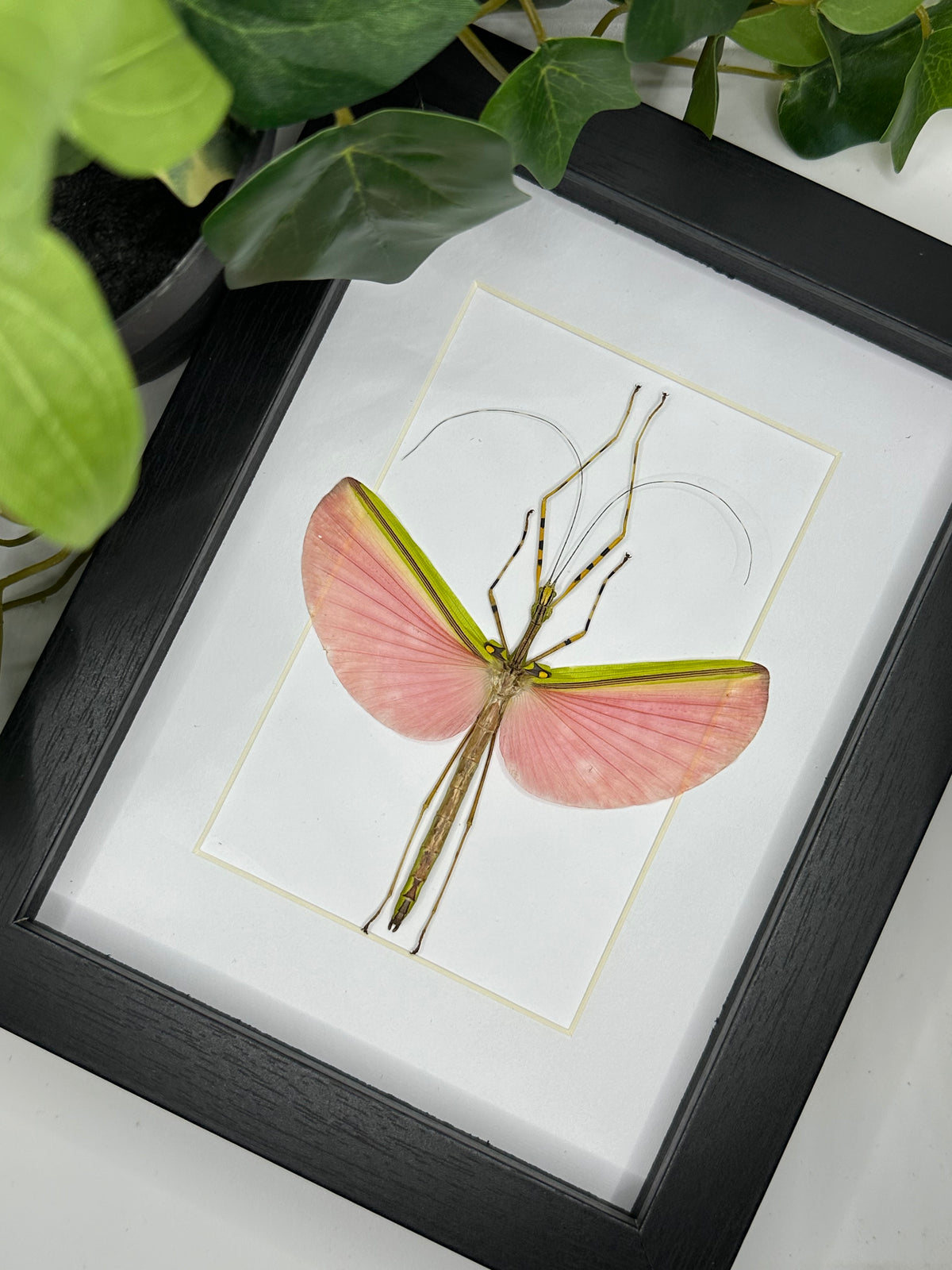 Pink Winged Stick Insect / Marmessoidea Rosea in a frame #3