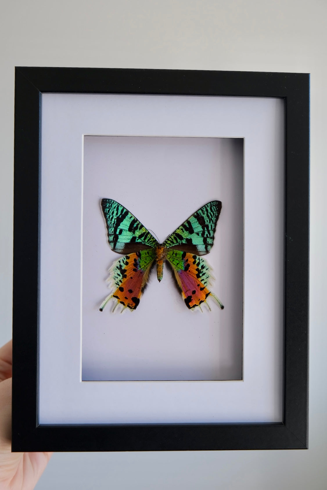 Madagascan Sunset Moth / Chrysiridia Rhipheus in a frame | Ventral (Underside) #2